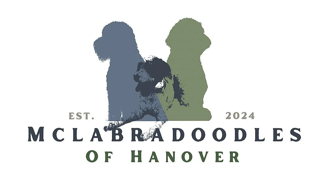 McLabradoodles of Hanover