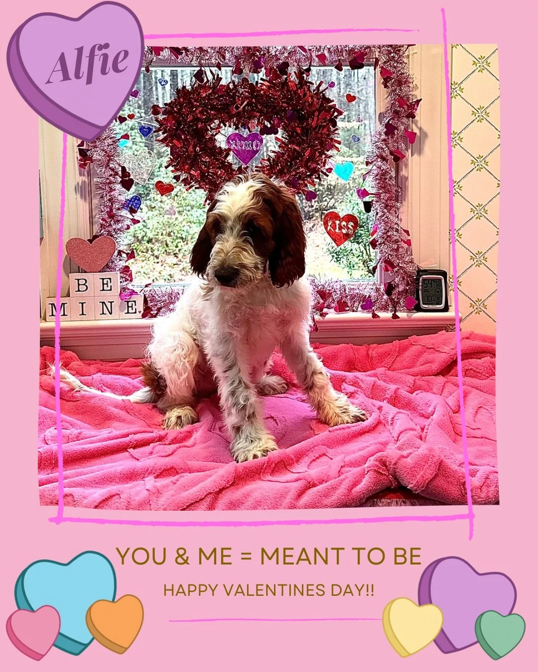 Mclabradoodle valentine card