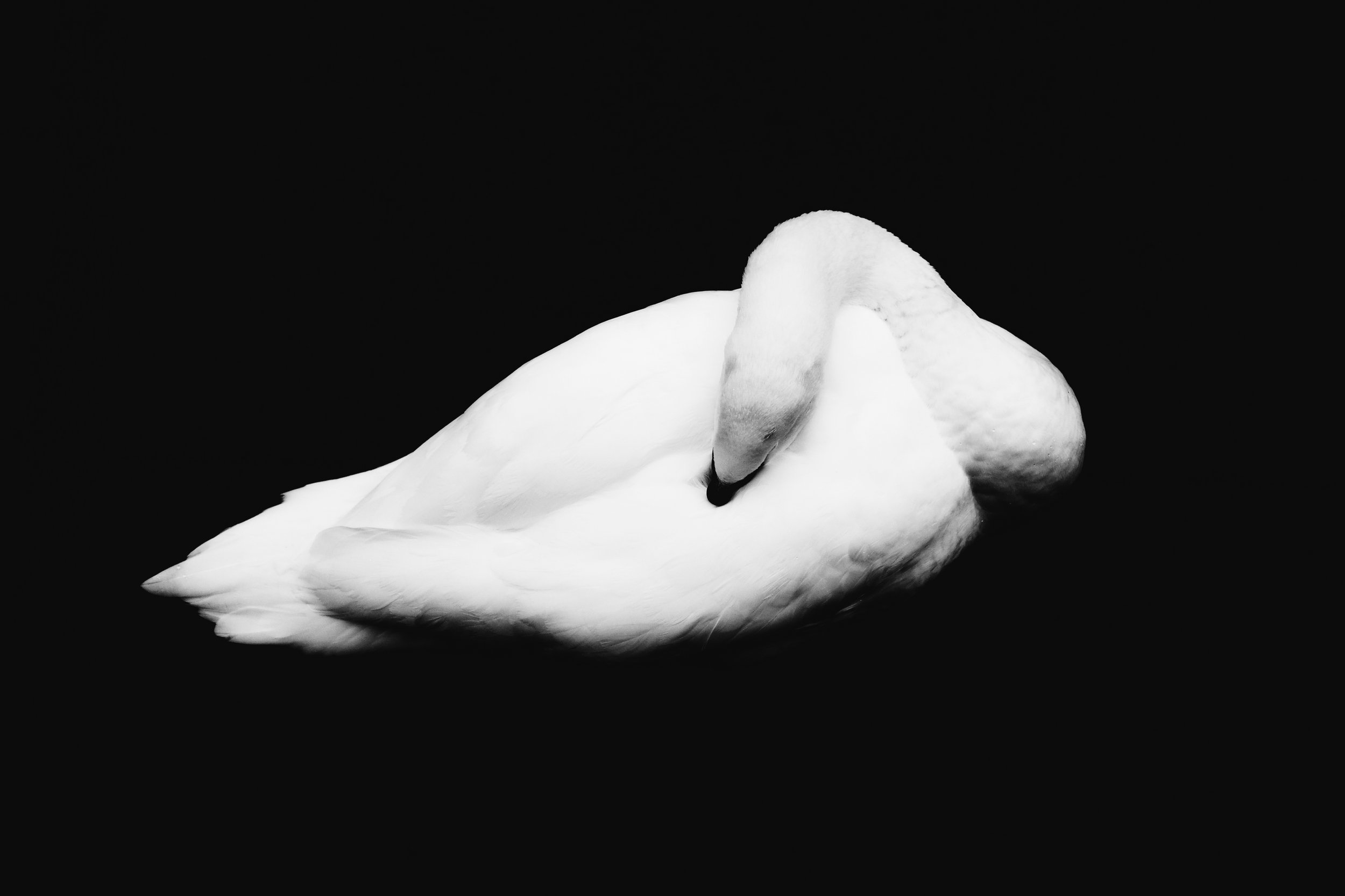 Bird 3.JPG
