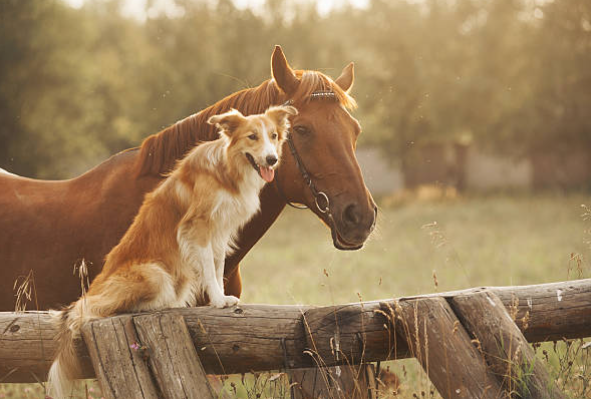 horse dog.PNG