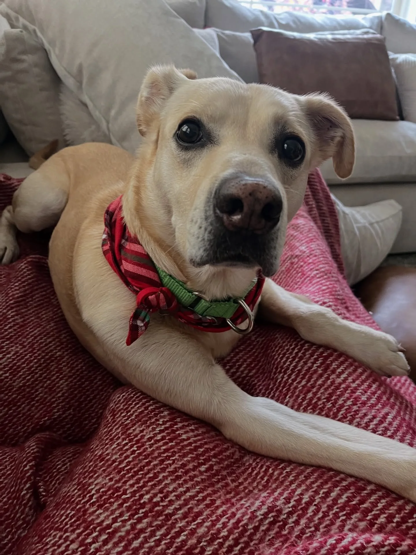 We rescued a dog.

Which is a beautiful, life changing, heart expanding thing. 

He is mellow.
He is quiet.
He does not bark.

Until&hellip; I open Zoom.

Then suddenly he needs to let the whole neighborhood know he&rsquo;s here. 

All week I had:
&b