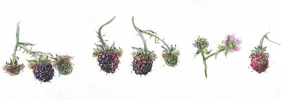 Blackberries.jpg