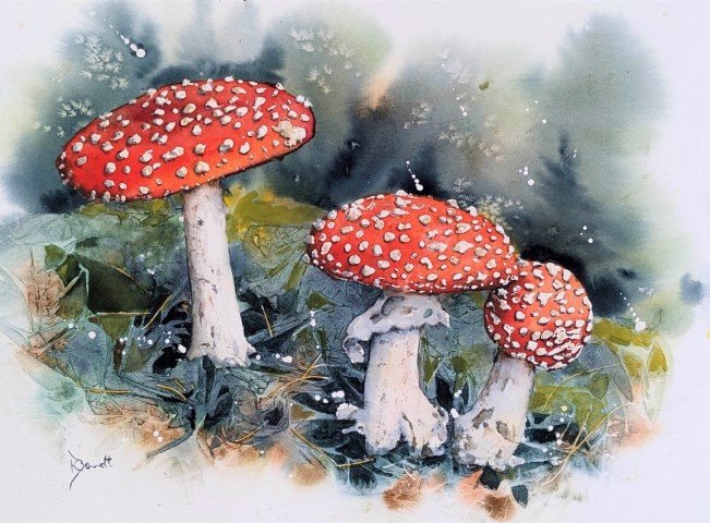 Toadstools, watercolour by Kerry Bennett 28 x 38 cm.jpg