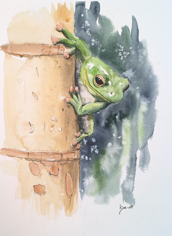Tree frog by Kerry Bennett. Watercolour 28 x 38 cm.jpg