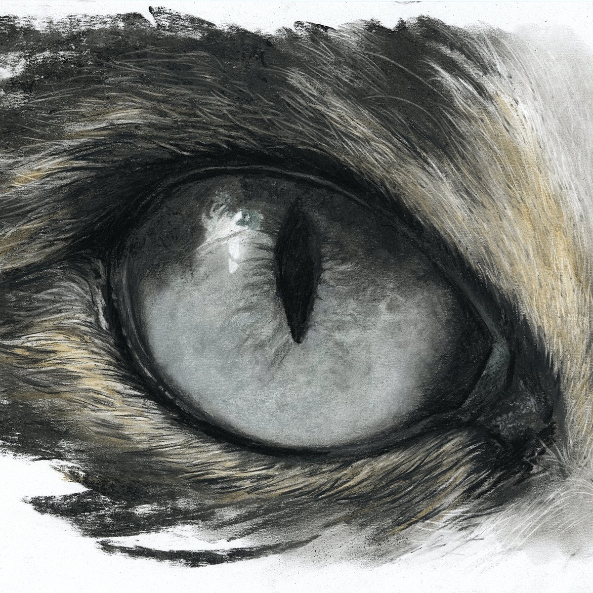 Cat's Eye sq.jpg