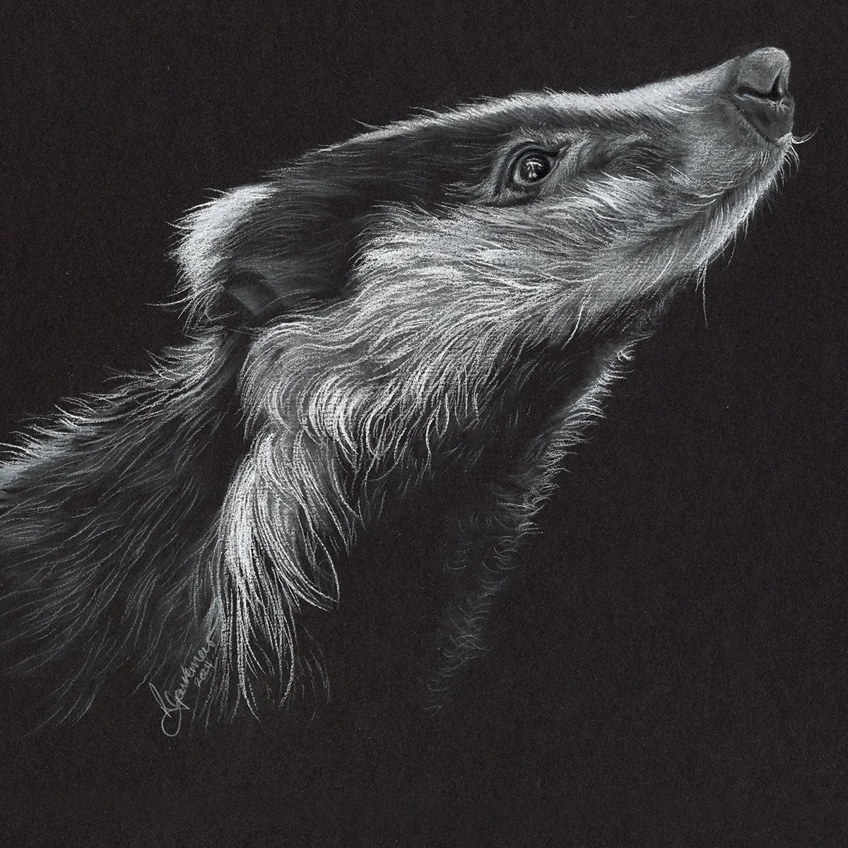 Badger Drawing sq.jpg