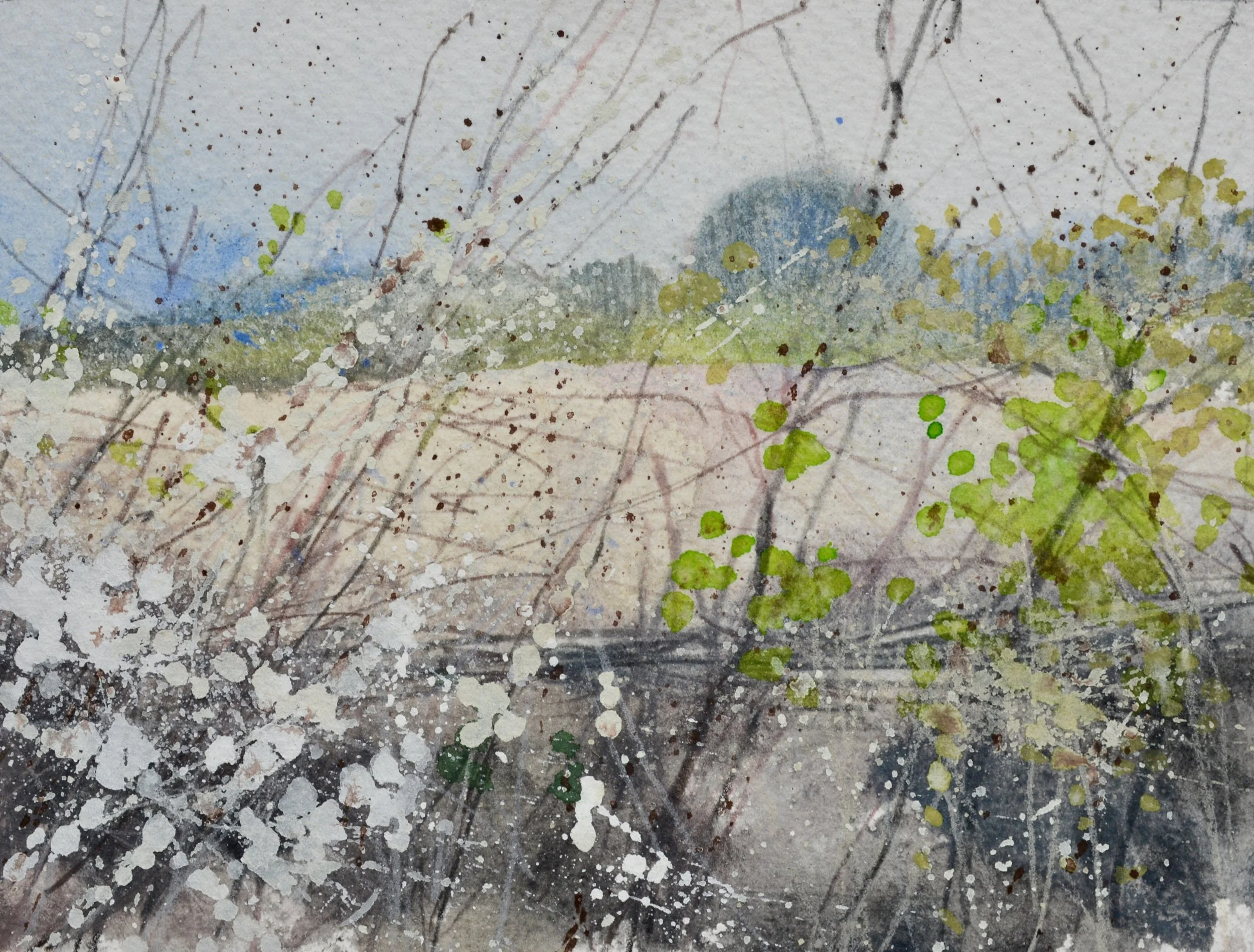 Hedgerow copy.JPG