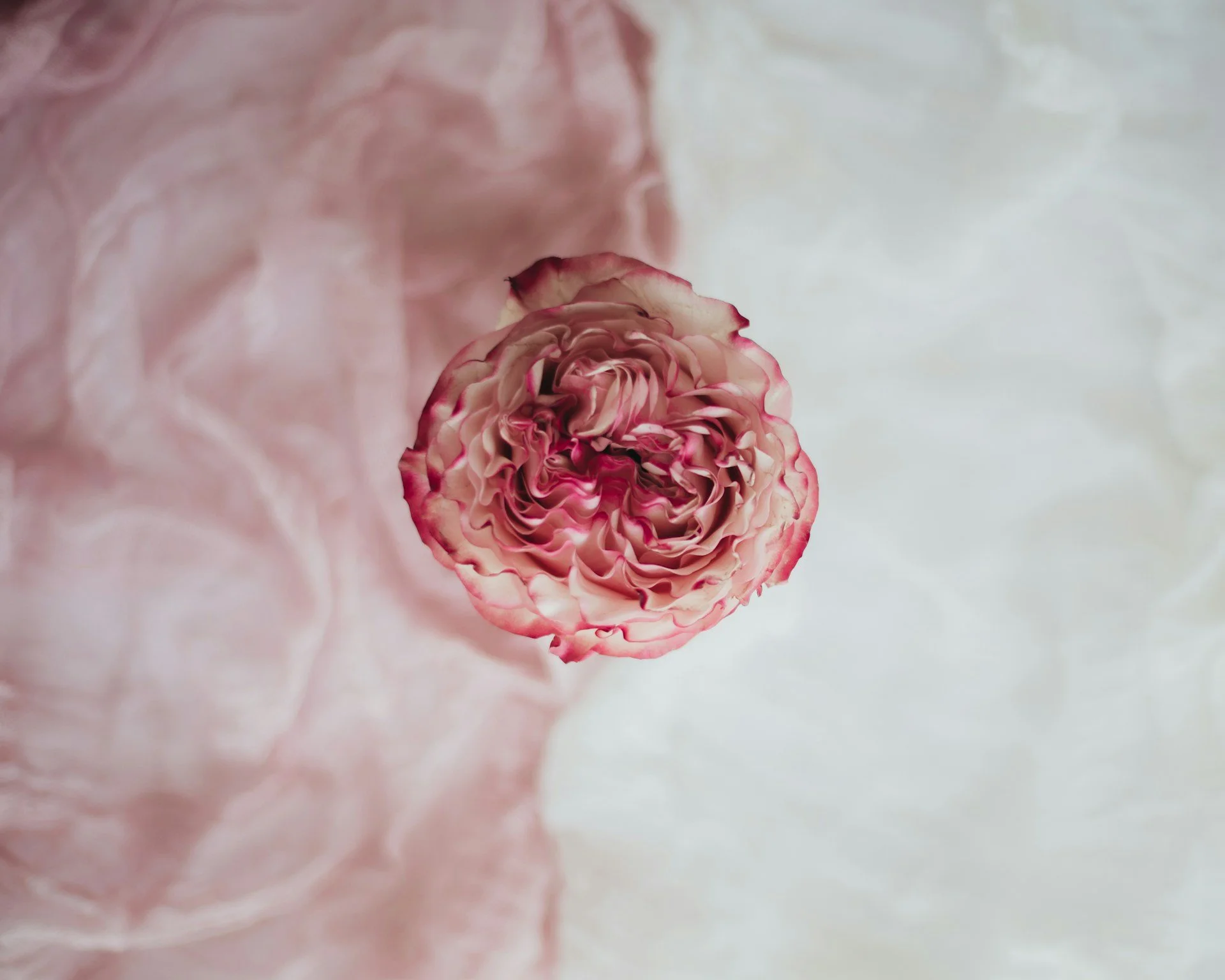 Le cycle menstruel expliqué simplement : les 4 phases à connaître