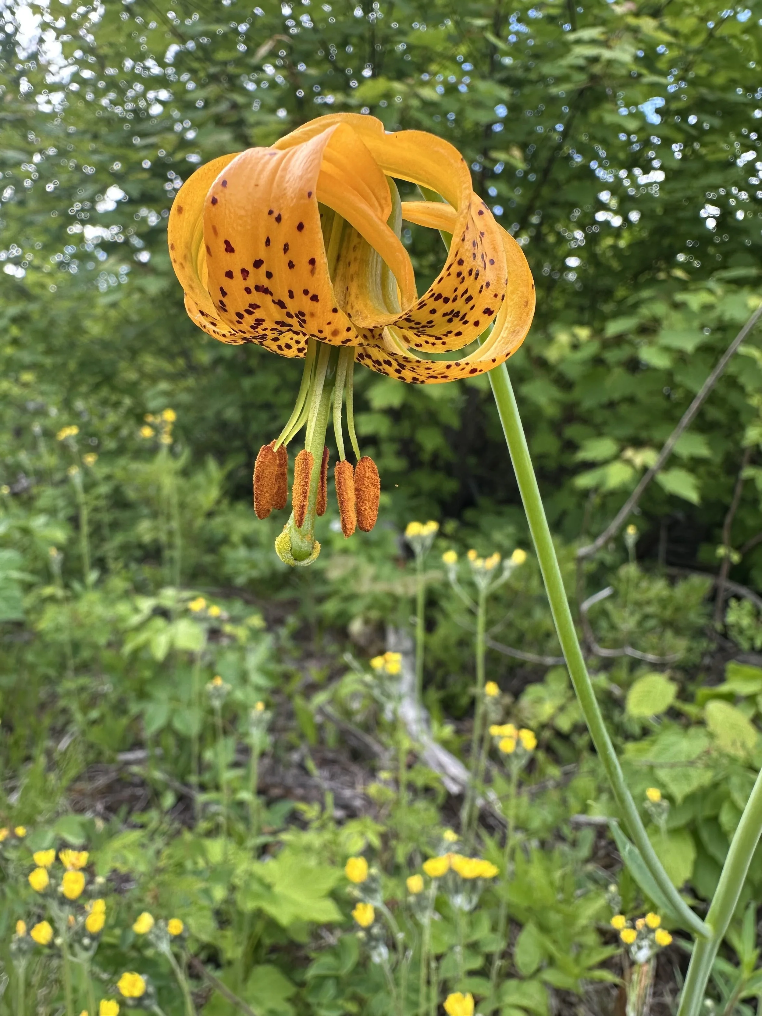IMG_3611.jpeg
