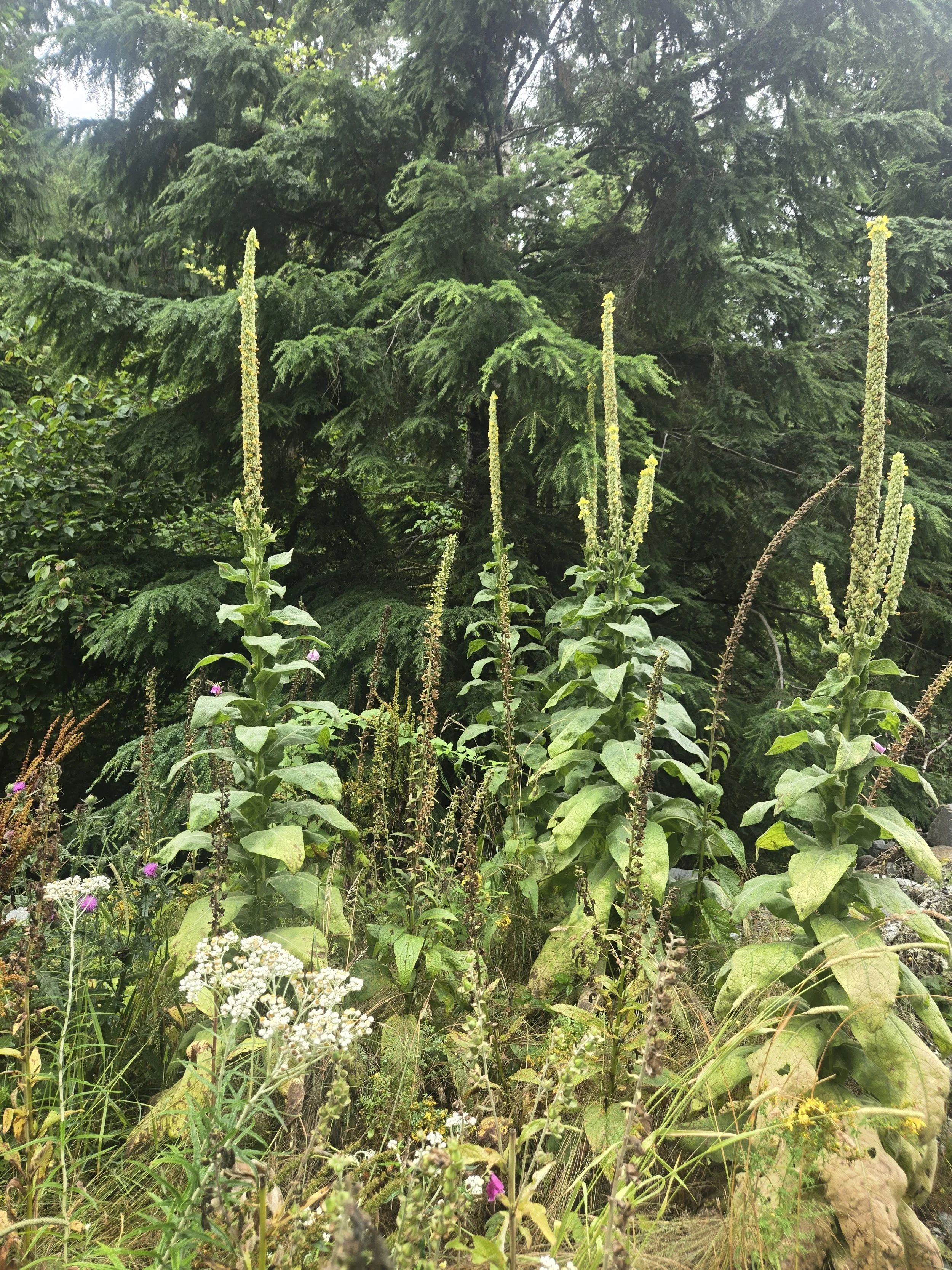MULLEIN PIC.jpg