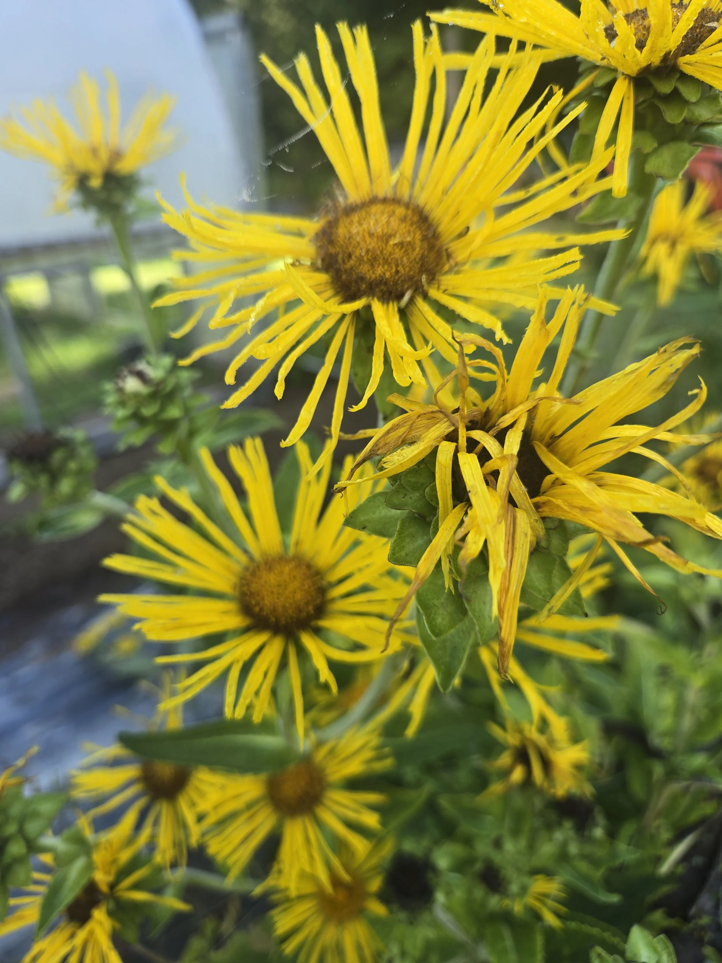 ELECAMPANE PIC.jpg