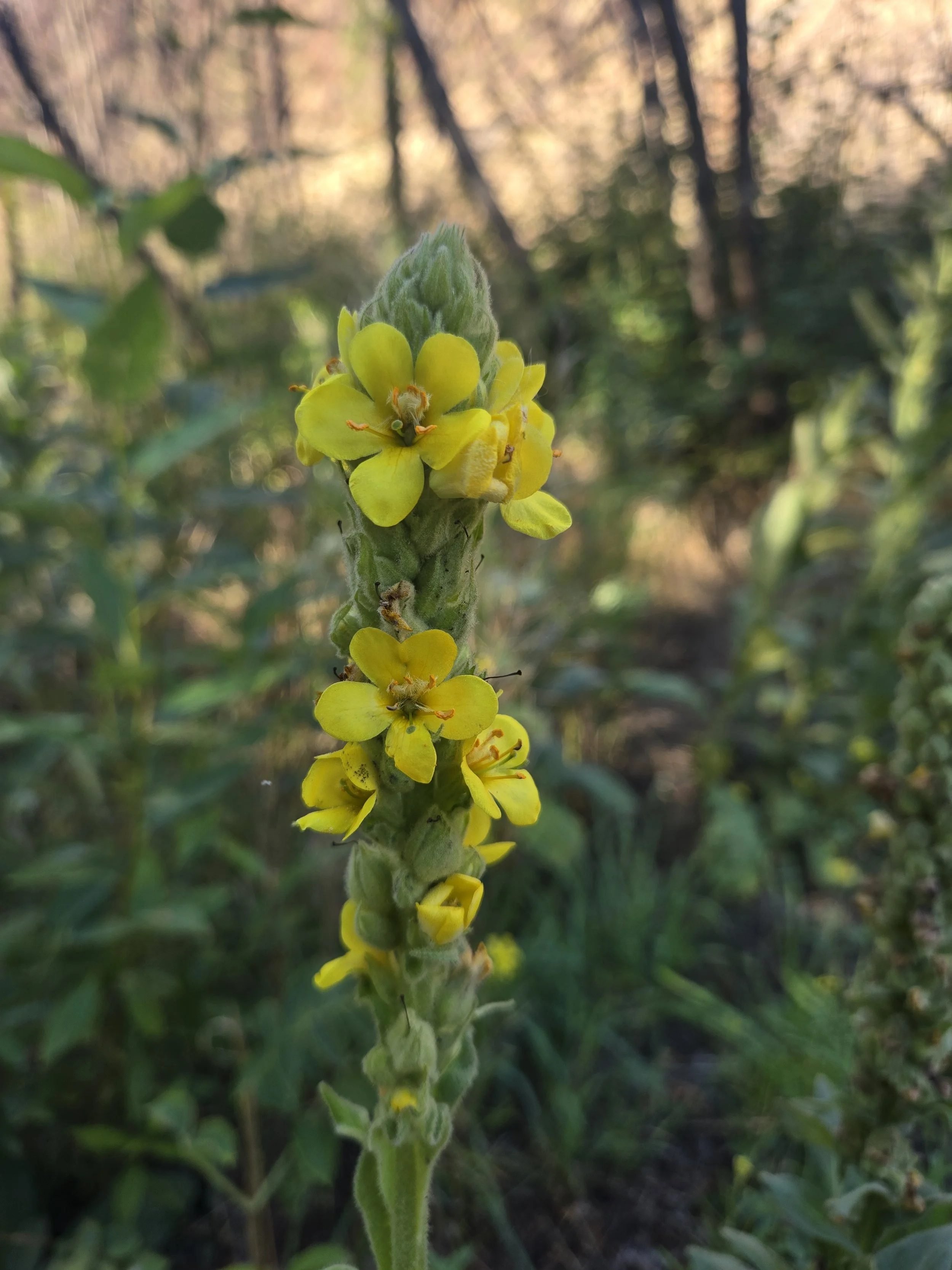 Mullein flower2.jpg