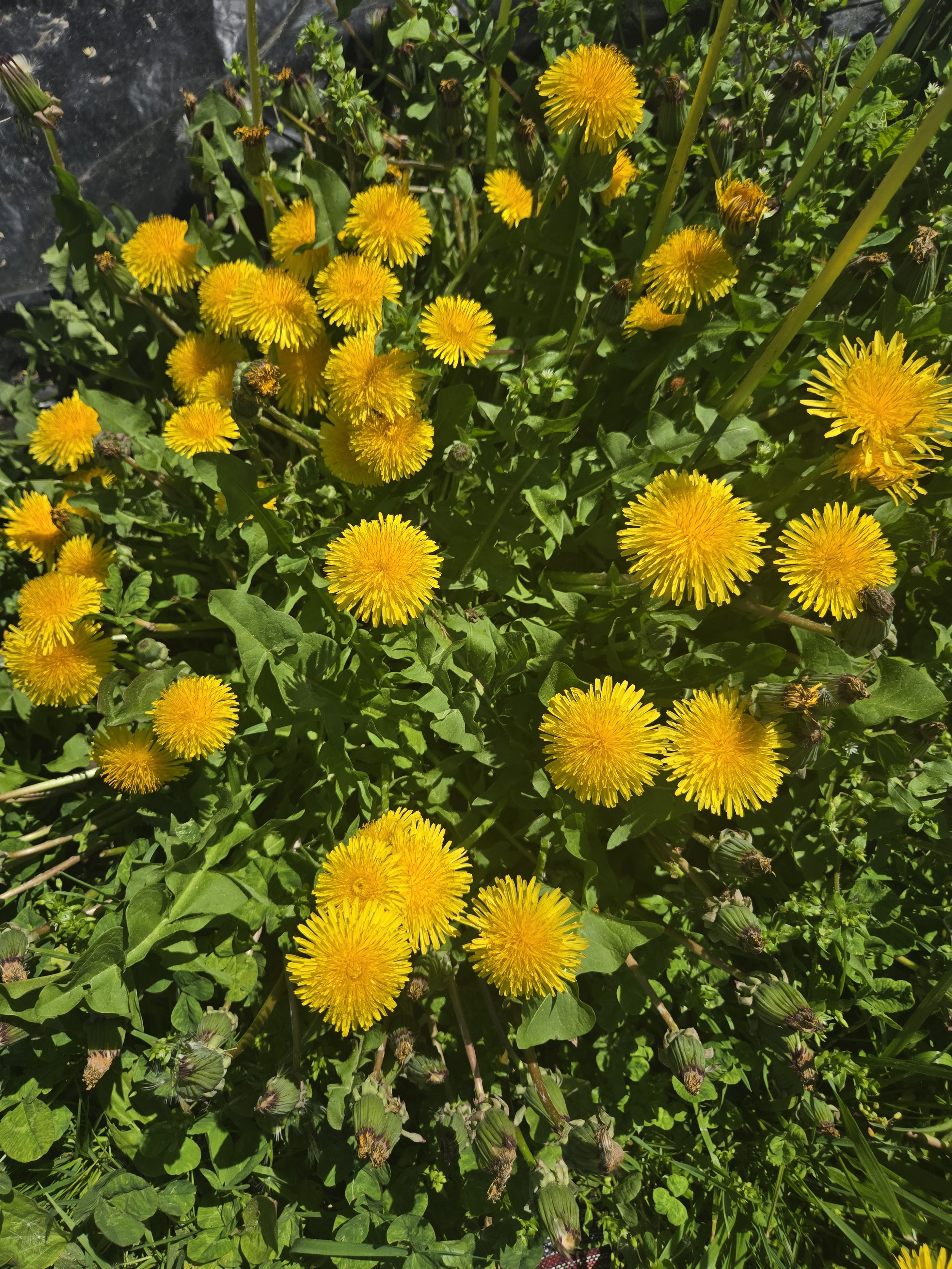 Dandelion Photo.jpg