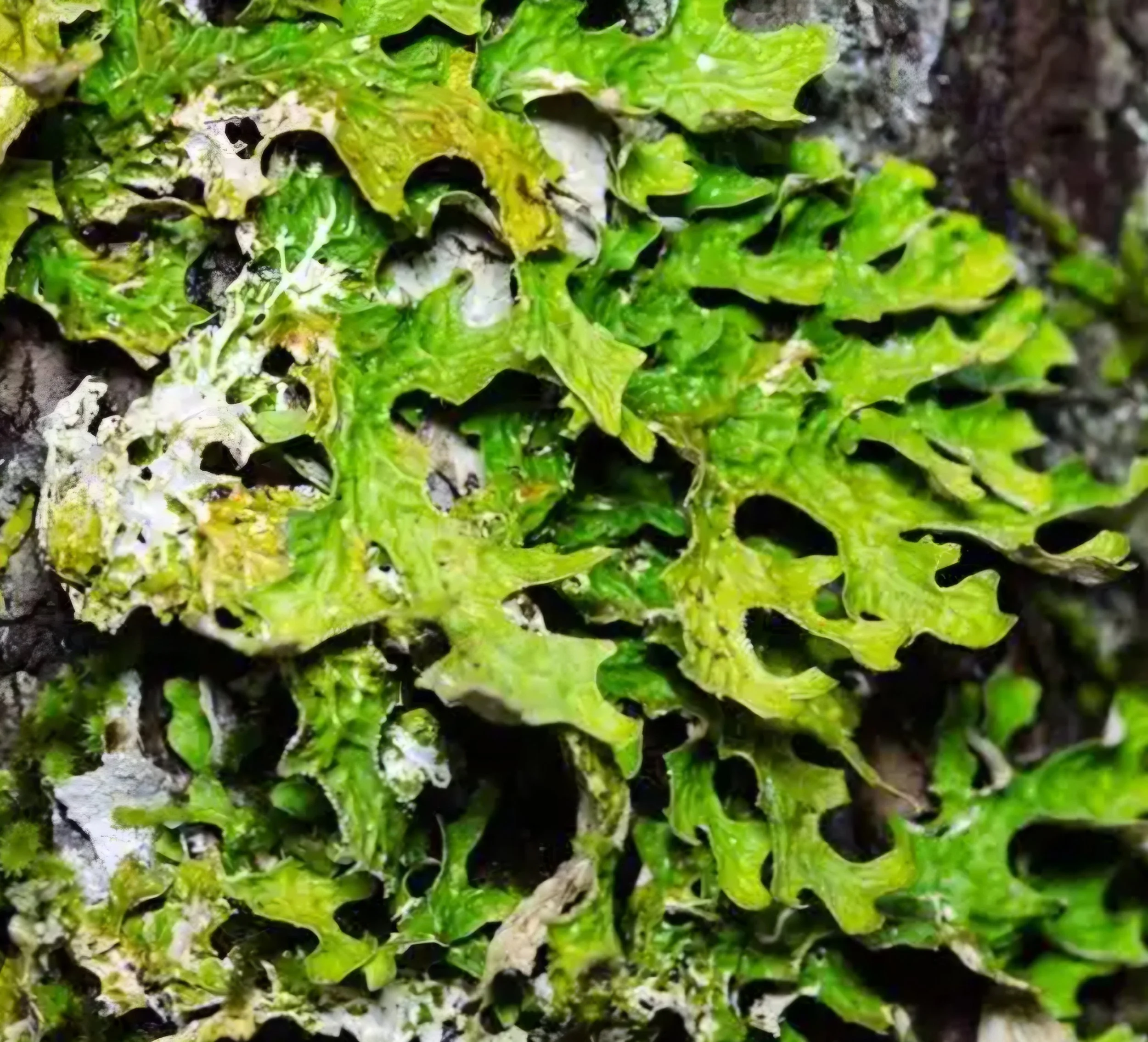 PULMONARIA PIC.jpg