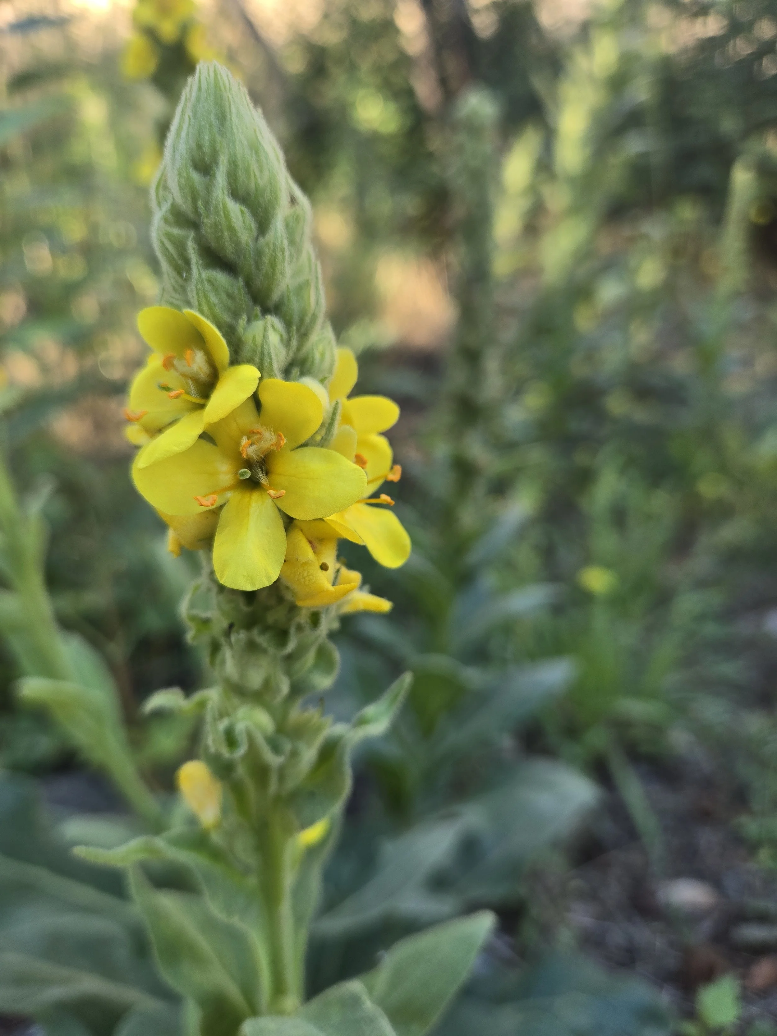 Mullein photo.jpg