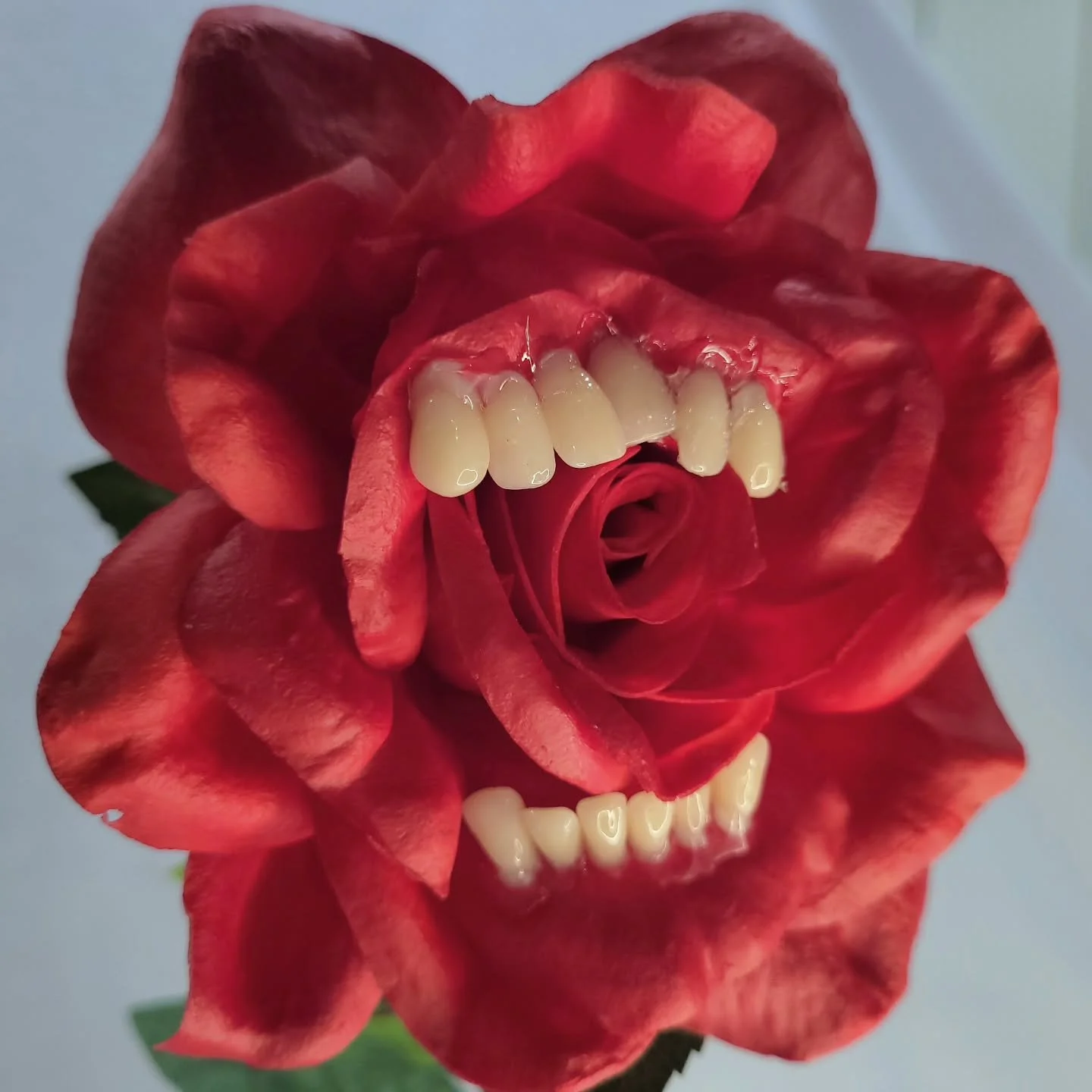 Roses are red, teeth are&hellip; unsettling. 🦷🌹
This little monstrosity bloomed from equal parts curiosity and chaos.
Perfect for anyone who thinks flowers should bite back. I grew her in my studio. She can be yours but is a companion plant to none