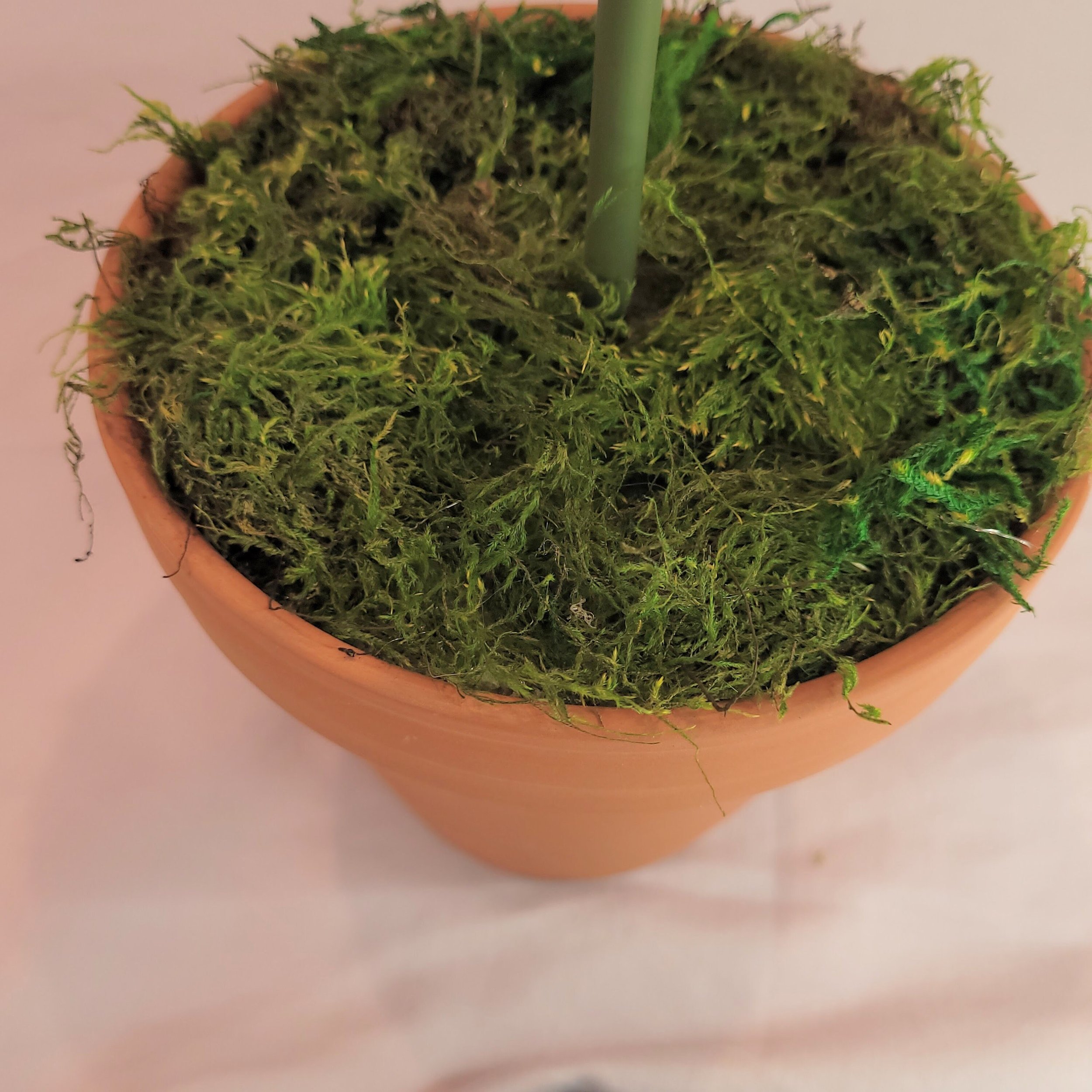 Carnivorous Rose3.jpg