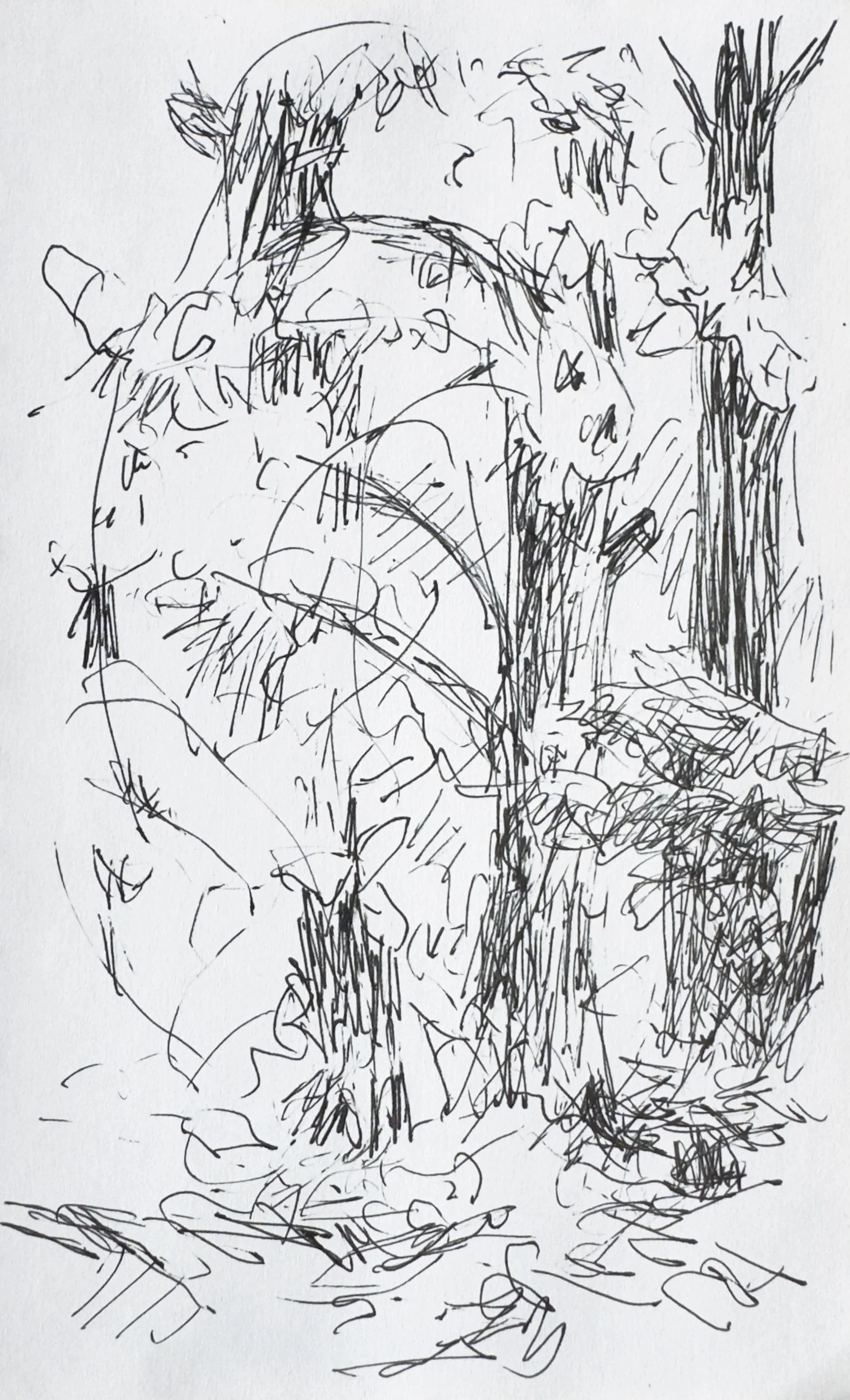 Crapo_drawing_2199.jpg