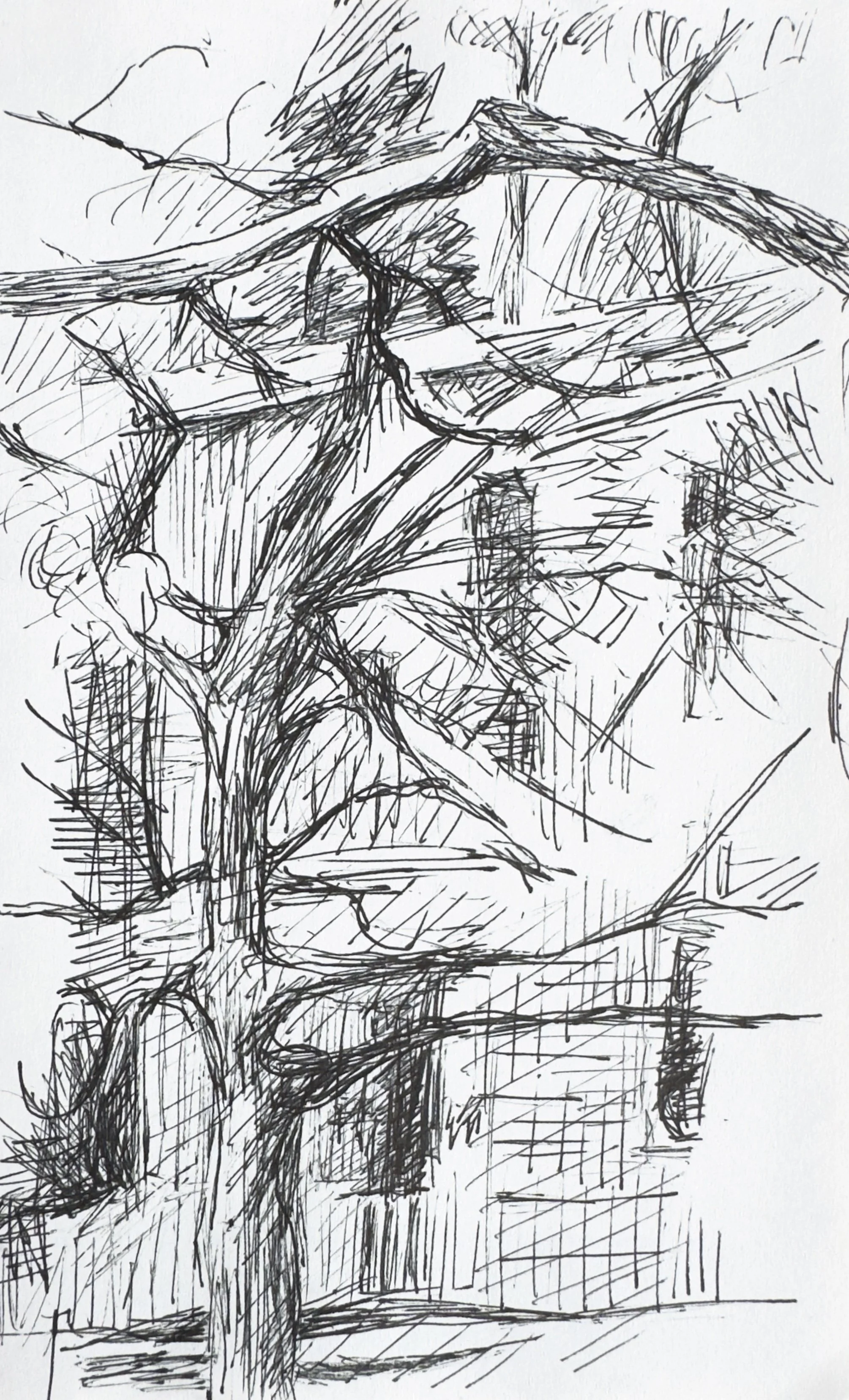 Crapo_drawing_2206.jpg