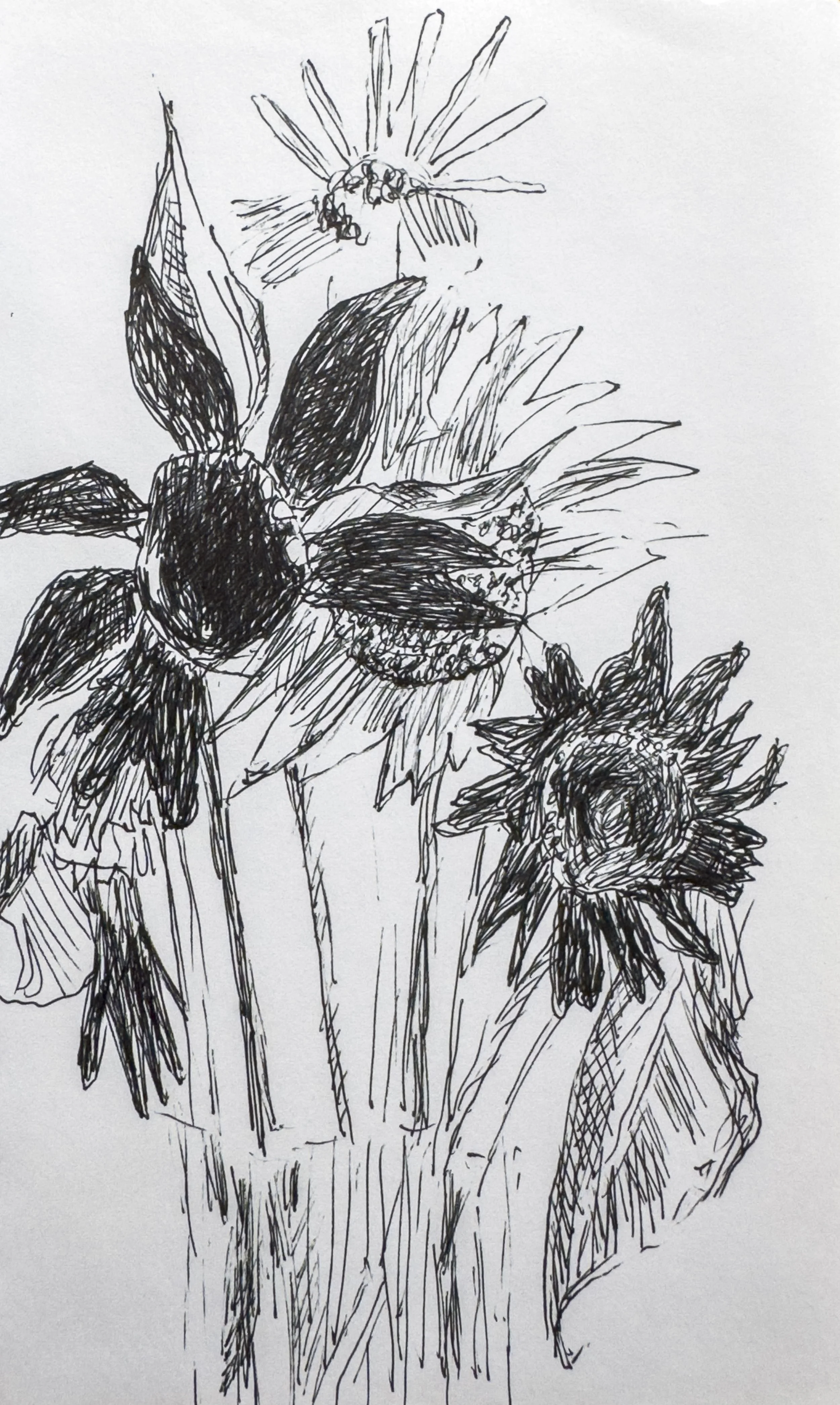 crapo_drawing-2547.jpg