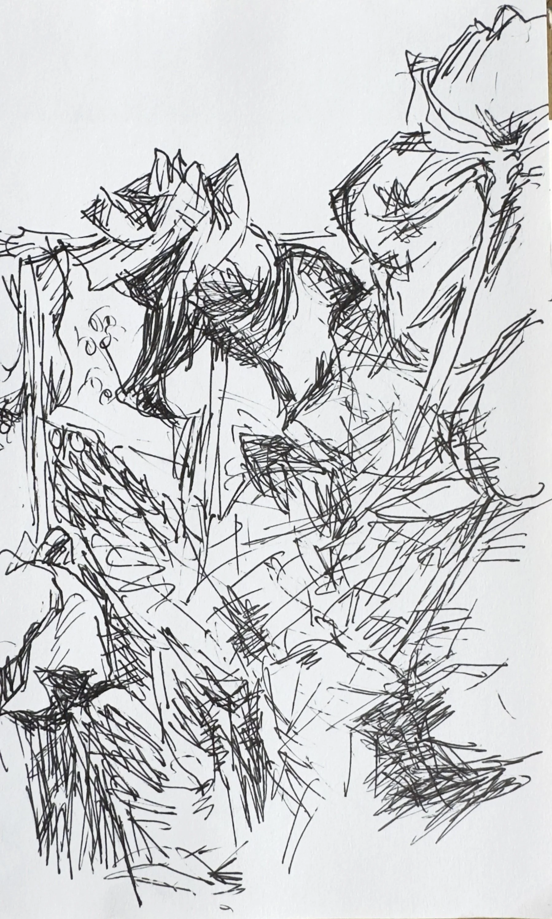 Crapo_drawing_2204.jpg