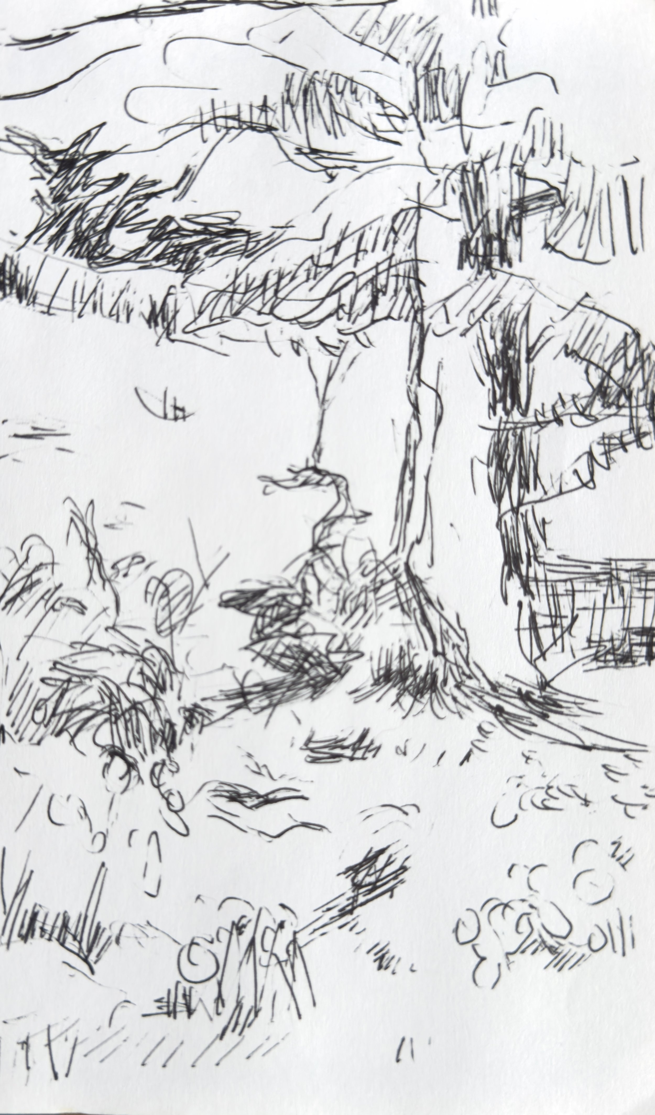 Crapo_drawing_2189.jpg