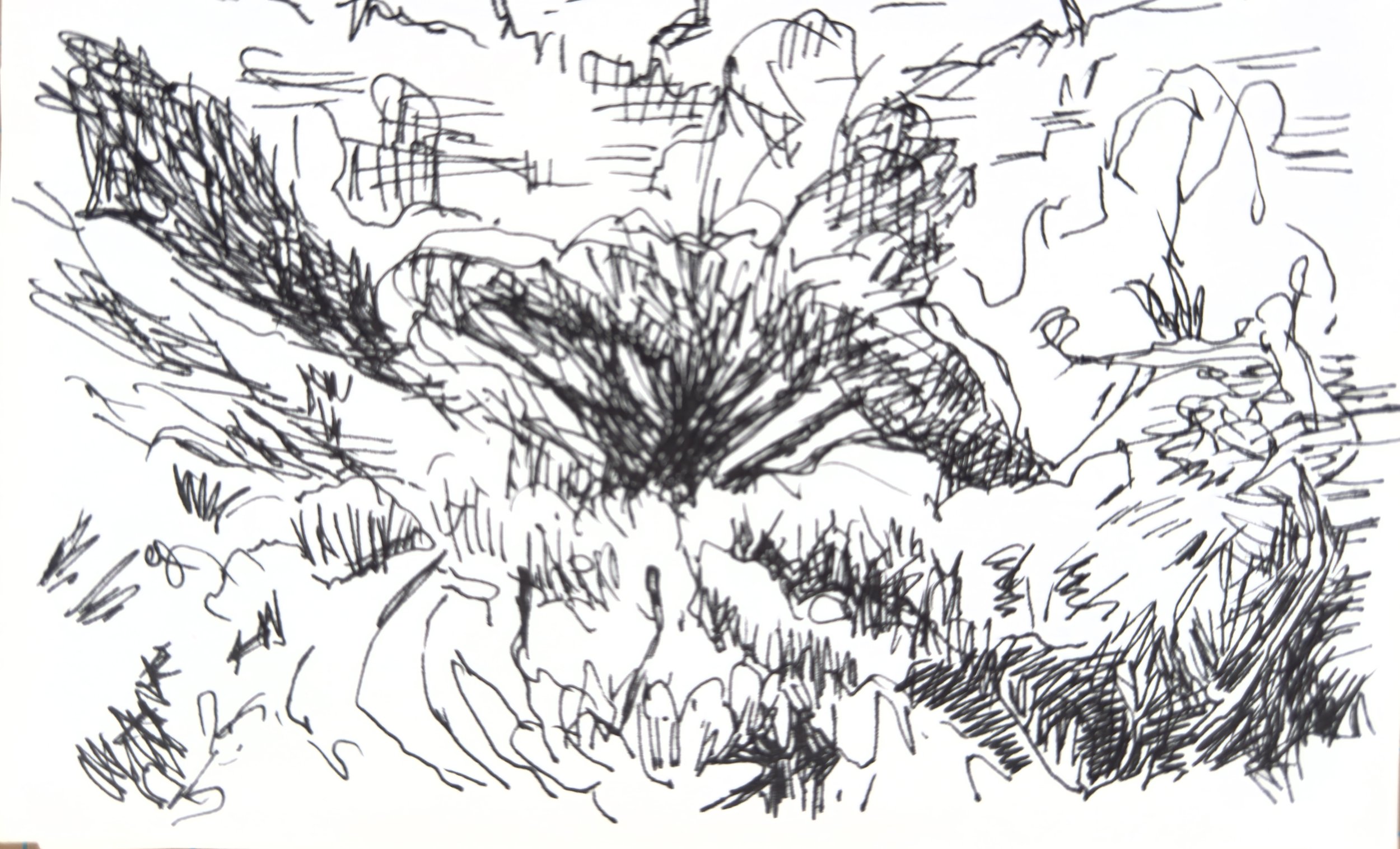 Crapo_drawing_2185.jpg
