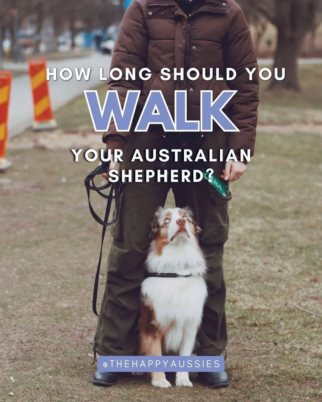 A person standing outdoors on a grassy area holding an Australian Shepherd dog on a leash, with a background of trees and street barriers. The image contains text asking about the ideal walk duration for an Australian Shepherd.