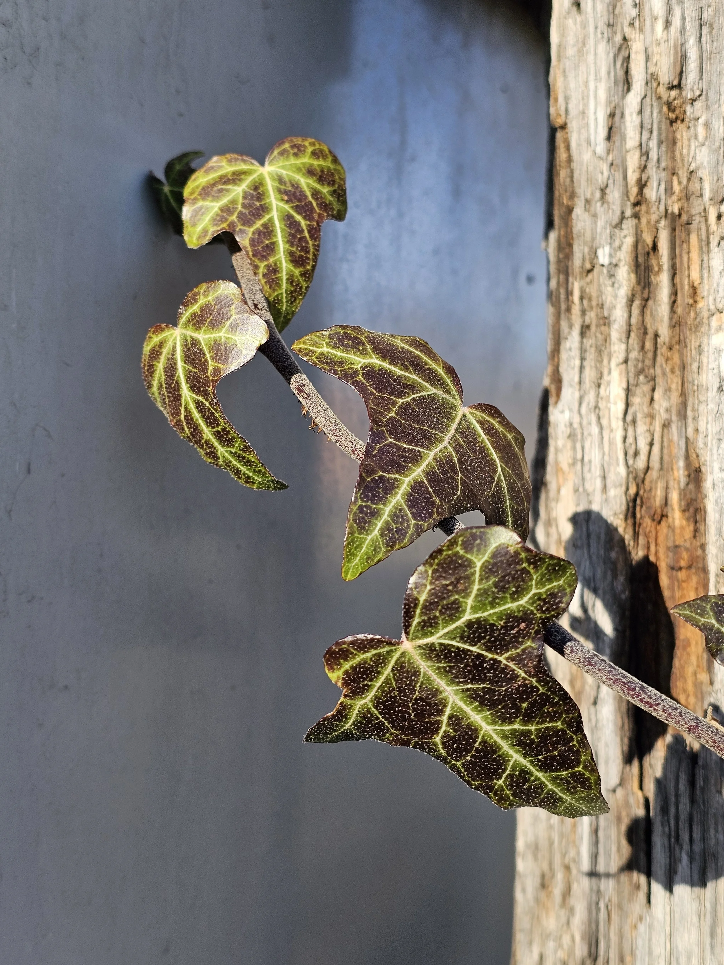 Close-up of a creeping ivy plant with variegated dark green, purple, and yellow leaves growing on a weathered wooden surface.