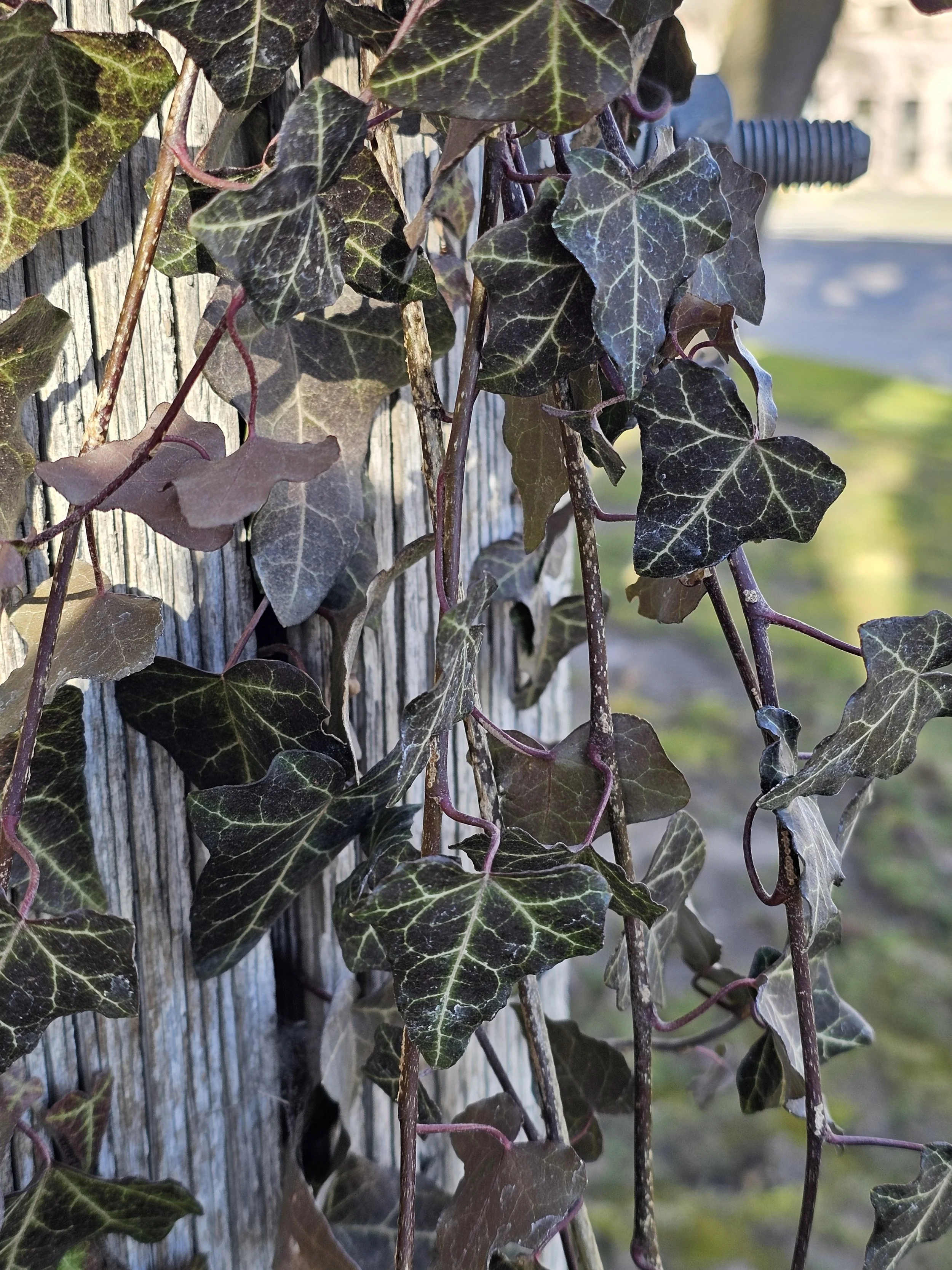 Close-up of green and purple ivy leaves growing on a weathered wooden fence with background of grassy area and outdoor setting.