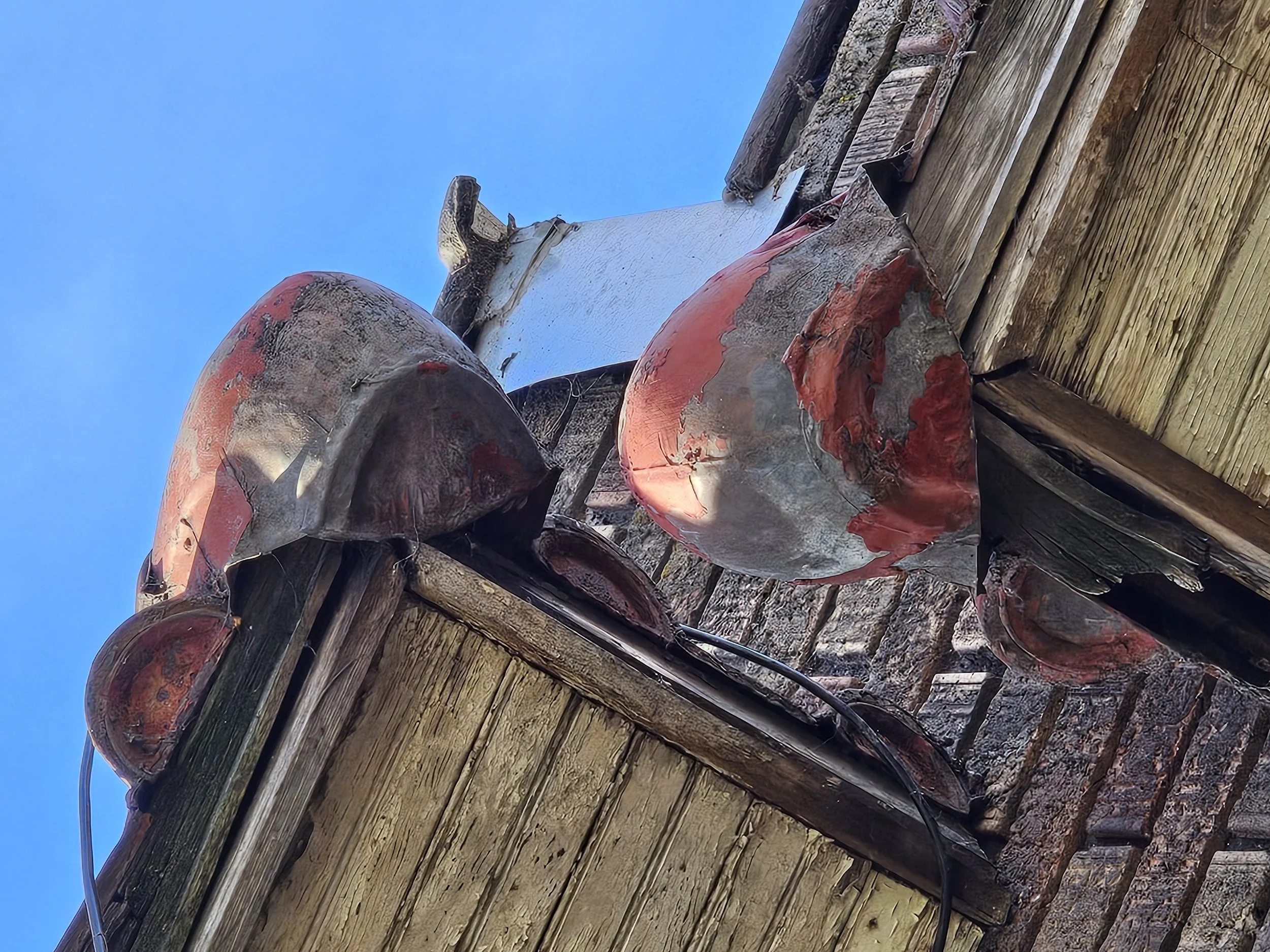 Several freshly caught fish stacked on a wooden dock, with a clear blue sky in the background.