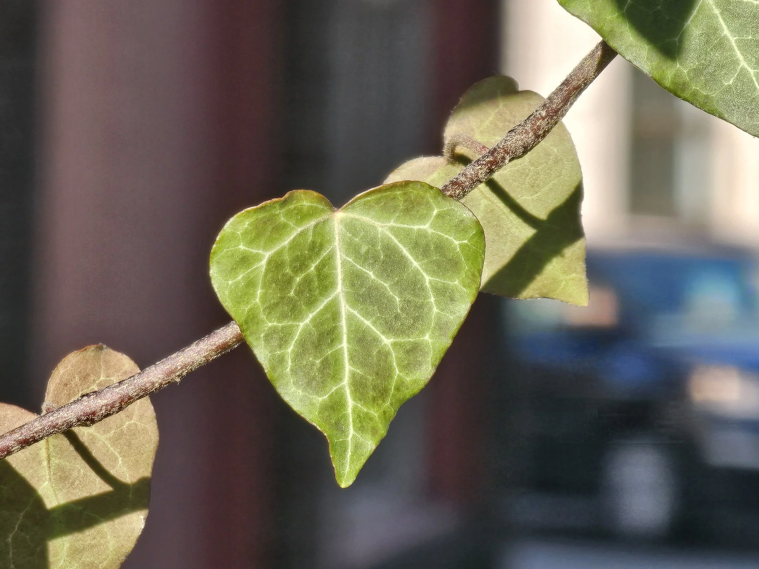 Close-up of a green ivy leaf with prominent veining.