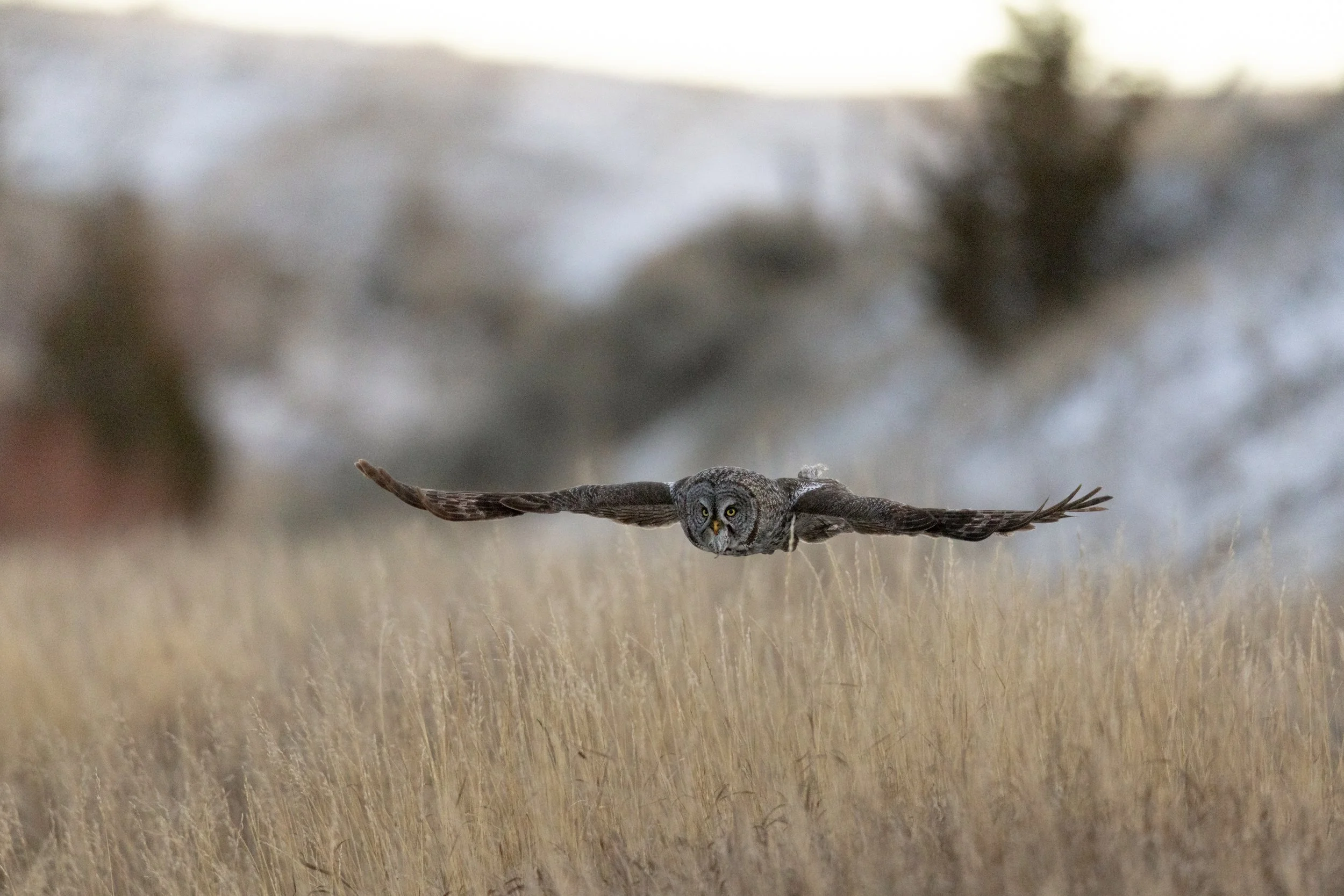 wade fellin-6534.jpg