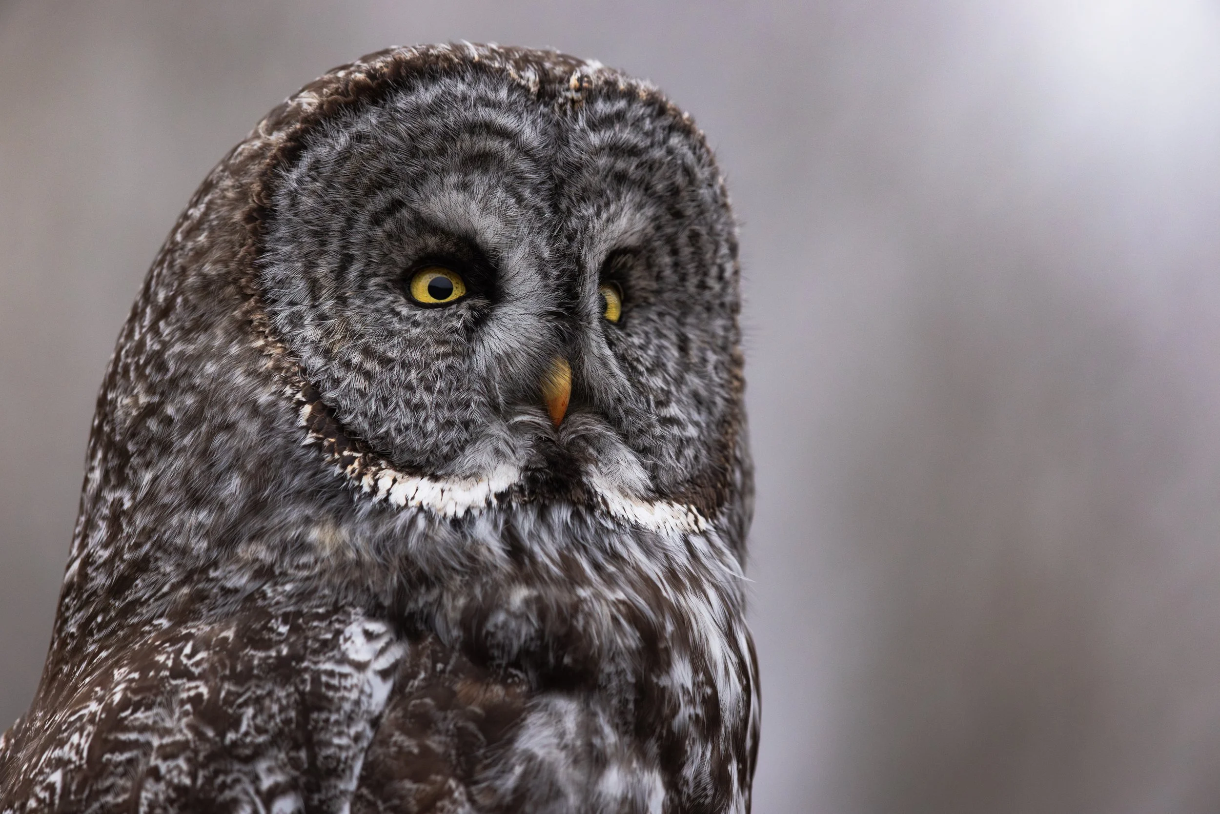 wade fellin-5809.jpg