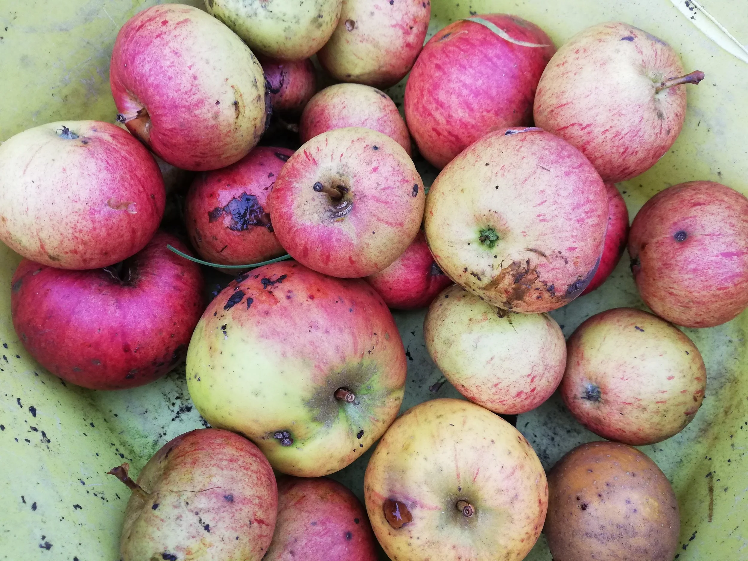 Yellowing the Orchard