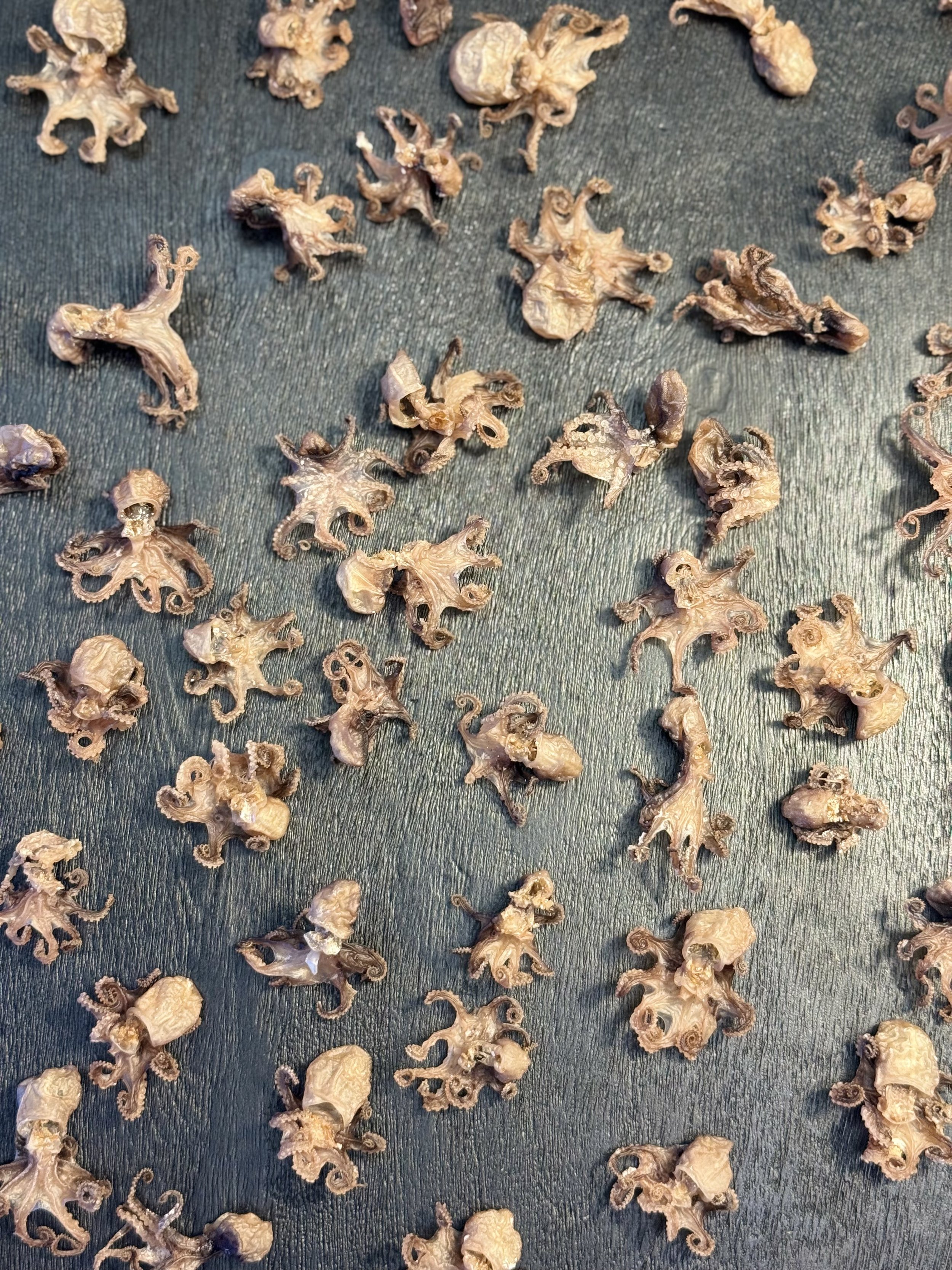Close-up texture of air-dried baby octopus raw pet food treat high protein natural