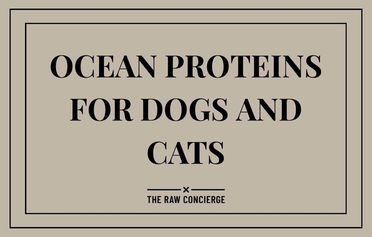 Ocean Proteins for Dogs and Cats