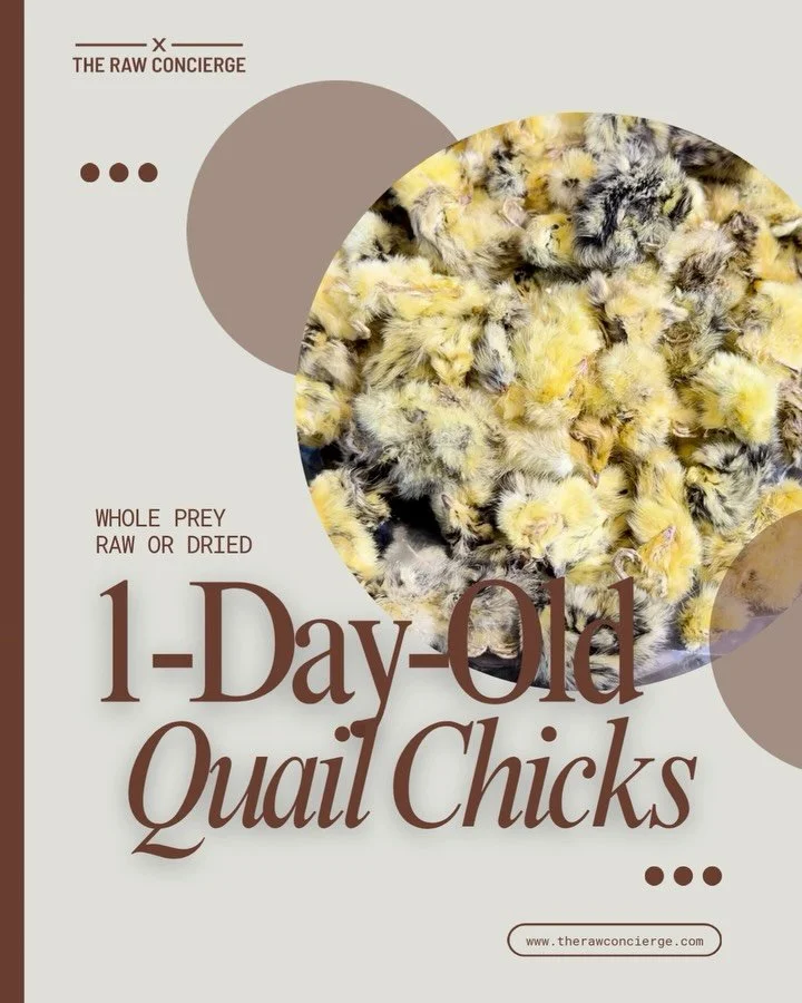 1-day-old quail chicks are a whole prey option made up of muscle, organs, and bone in their natural proportions. This structure provides complete nutrition, including protein, healthy fats, and key minerals such as calcium, phosphorus, iron, and zinc