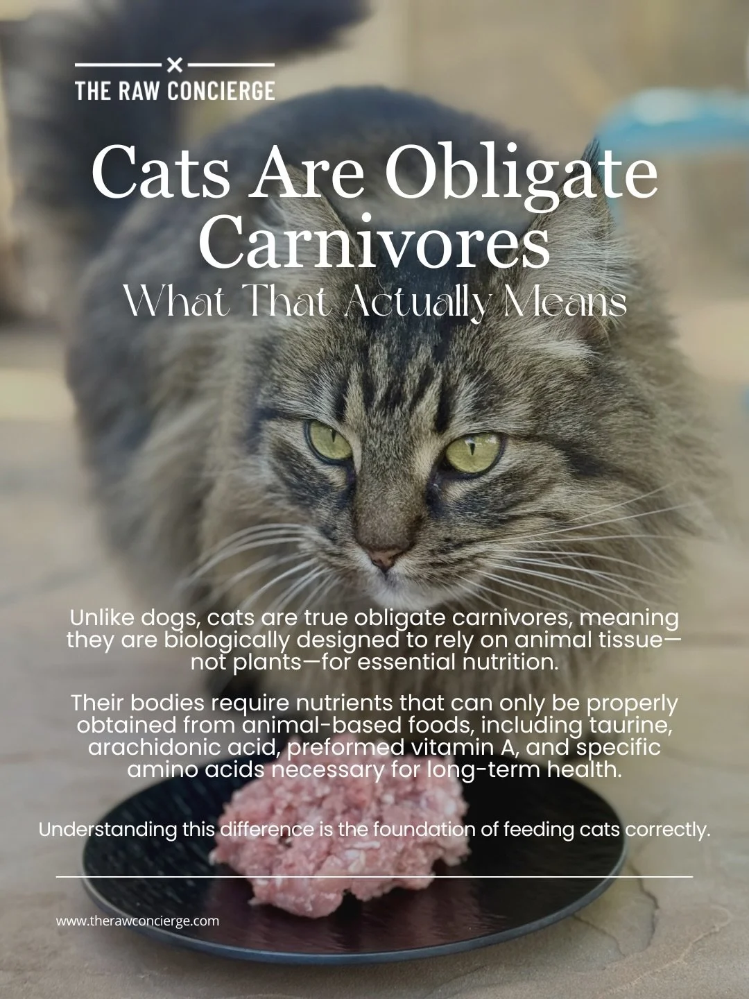 Cats are true obligate carnivores, which means their bodies are built to depend on animal tissue&mdash;not plant-based ingredients&mdash;for proper nutrition.

Unlike dogs, cats have specific nutritional needs that can only be met through animal-base