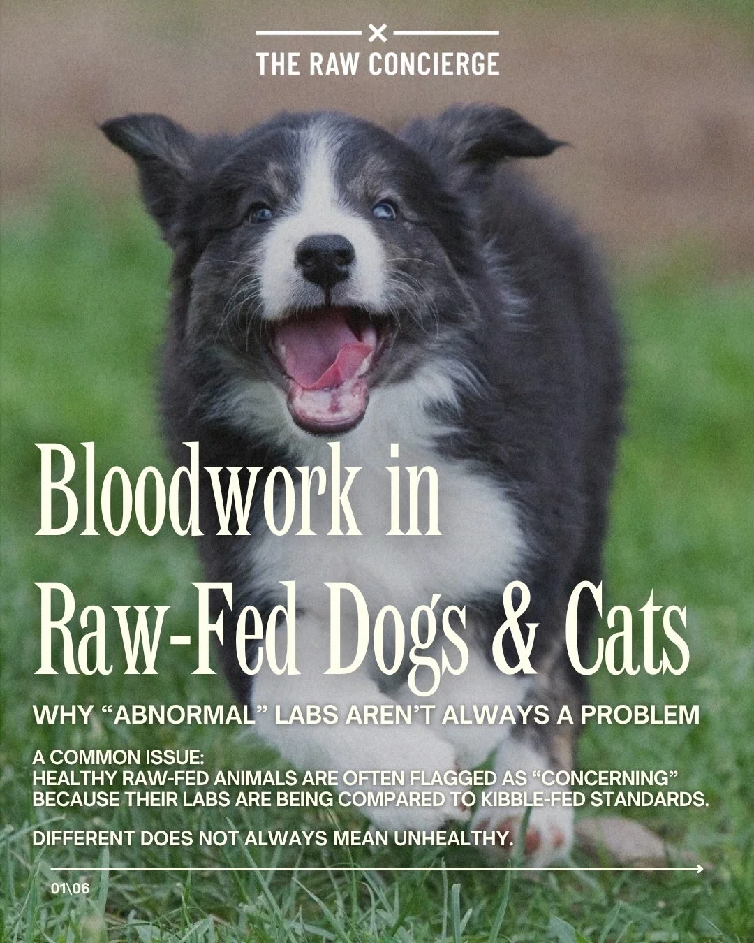 Not every &ldquo;abnormal&rdquo; blood test in a raw-fed dog or cat means something is wrong.

One of the most common situations we see: a healthy, thriving animal gets routine lab work done, a few liver or kidney values come back elevated, and sudde