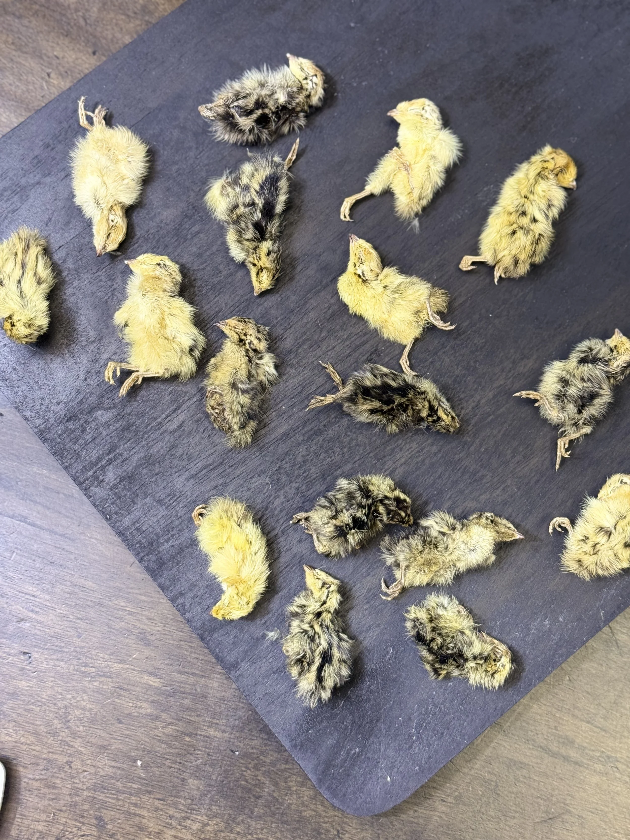 Bowl of dehydrated quail chicks presented as a shelf-stable raw feeding treat for dogs and cats