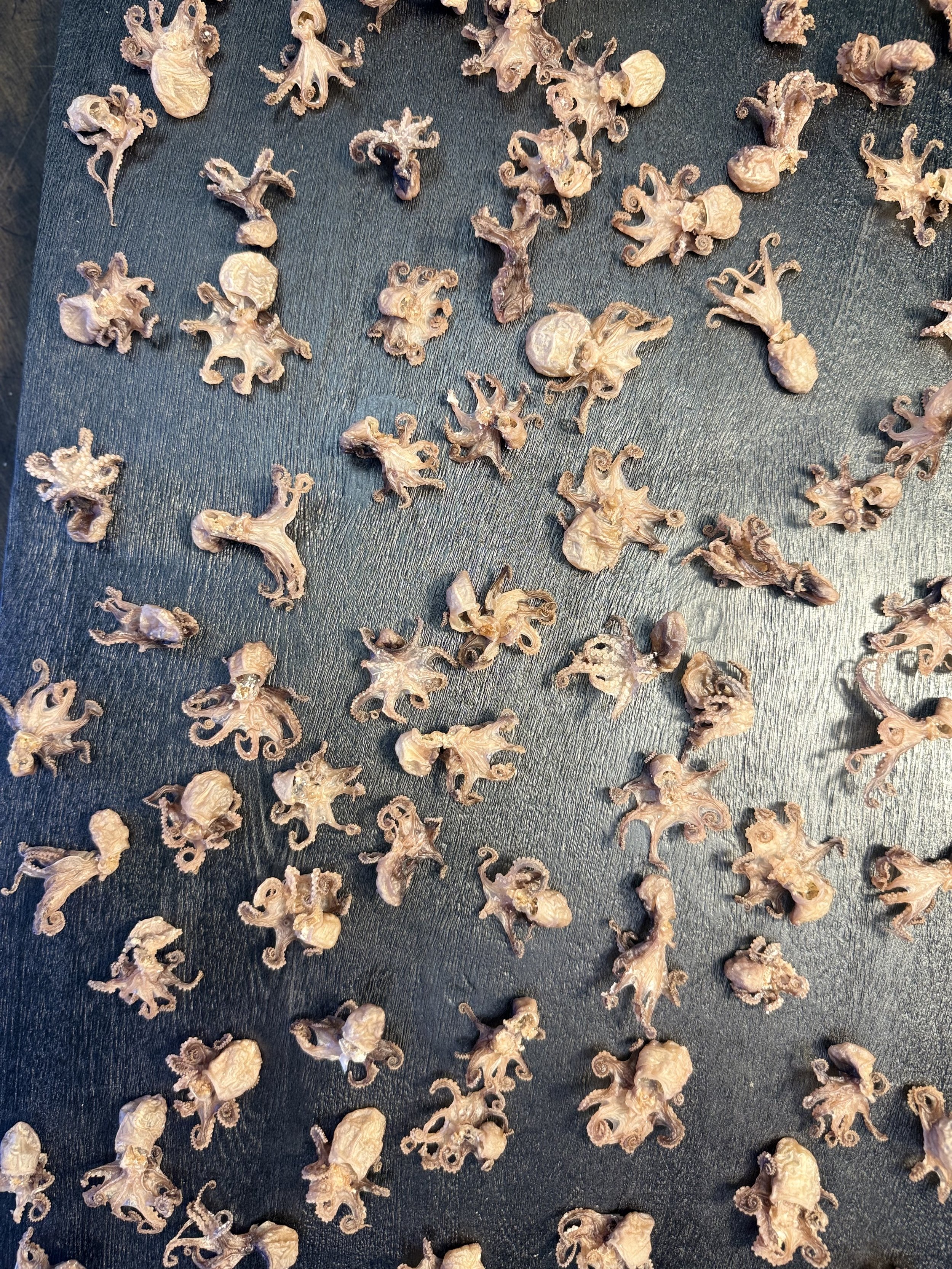 Baby octopus air-dried raw dog treats in 5 oz bag for raw feeding and natural diet