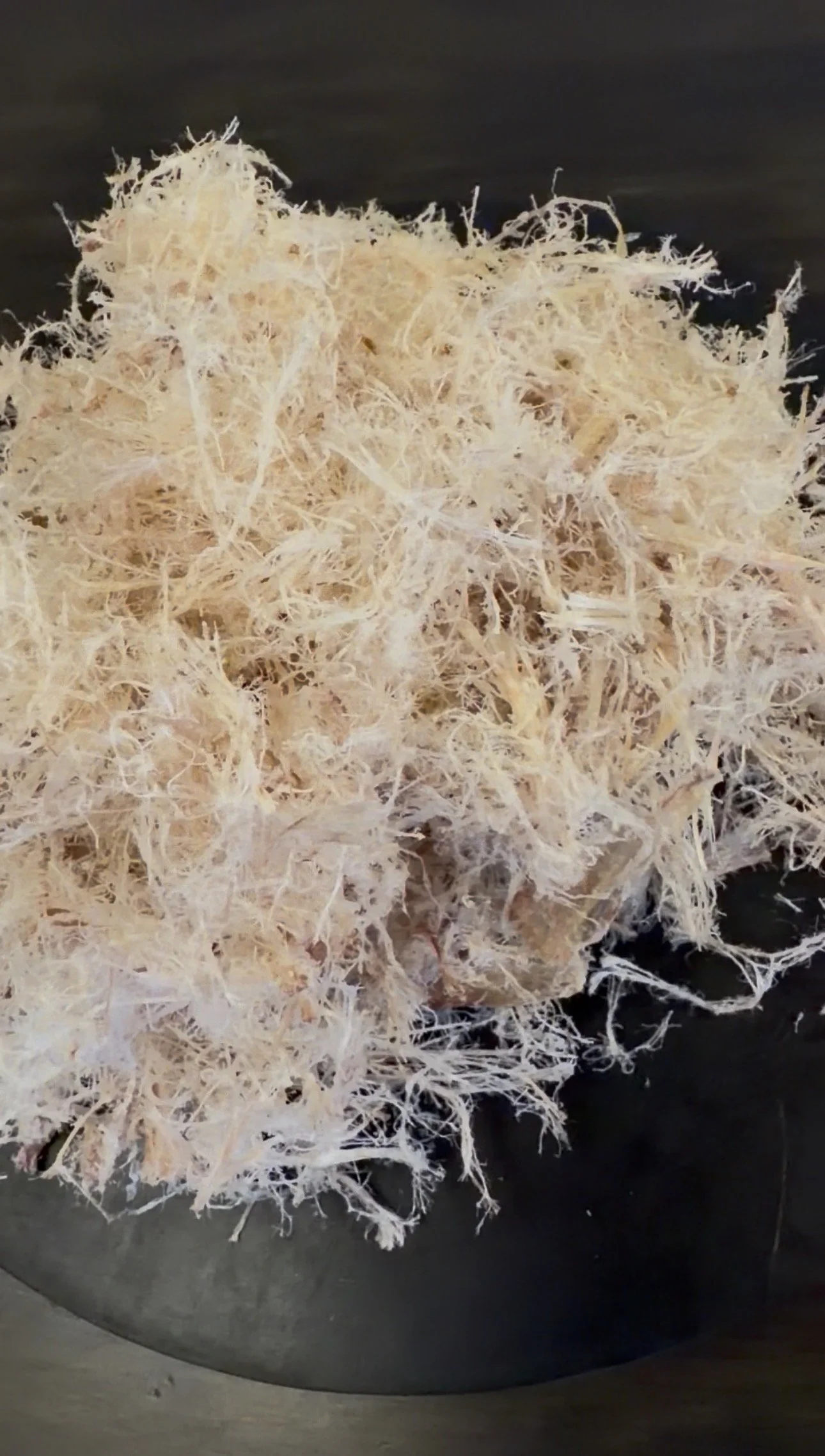 Novel protein emu treat for dogs with naturally occurring glucosamine and chondroitin