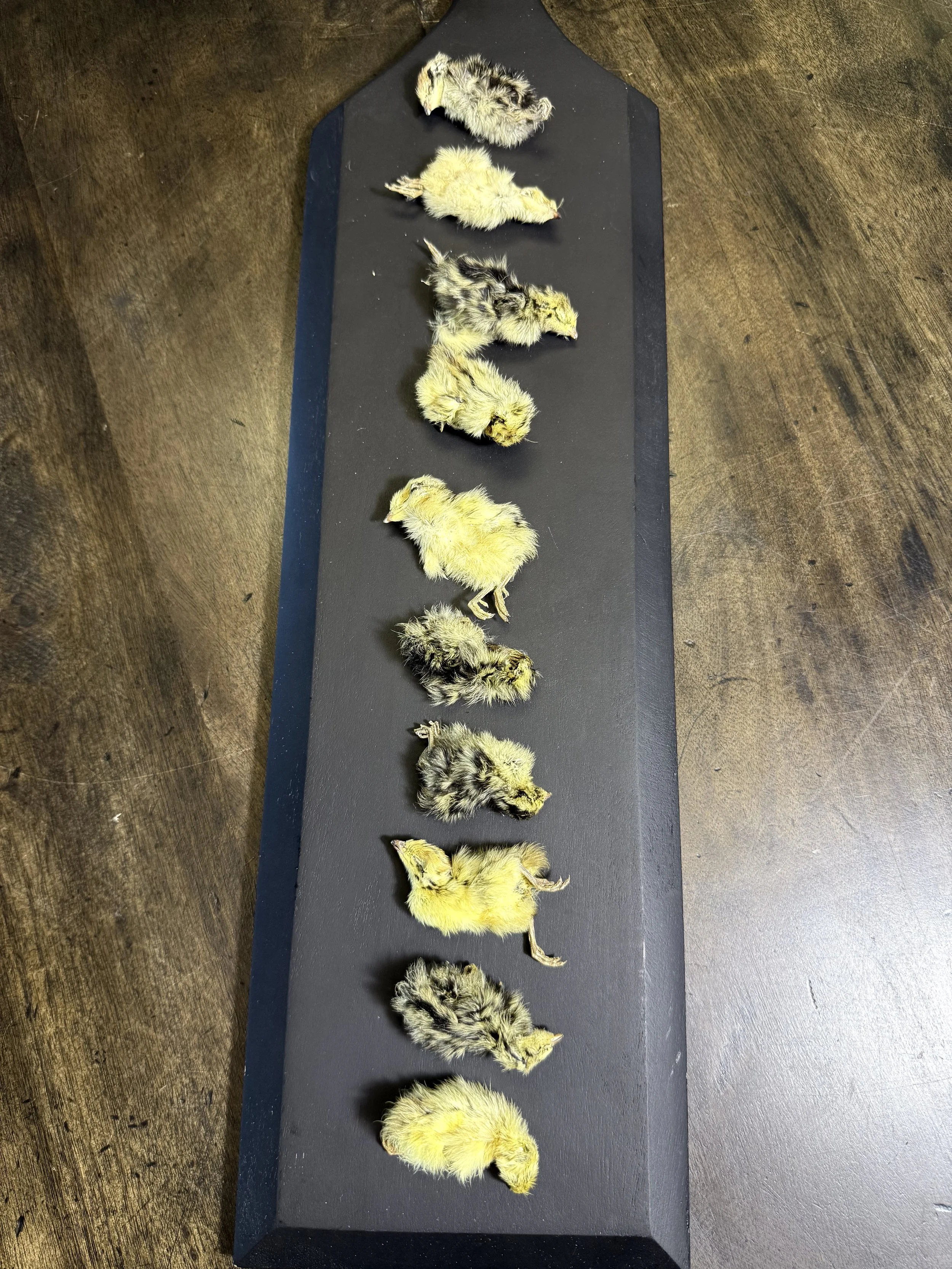 Dehydrated 1-day-old quail chicks arranged on a clean surface showing whole prey structure and natural variation in size