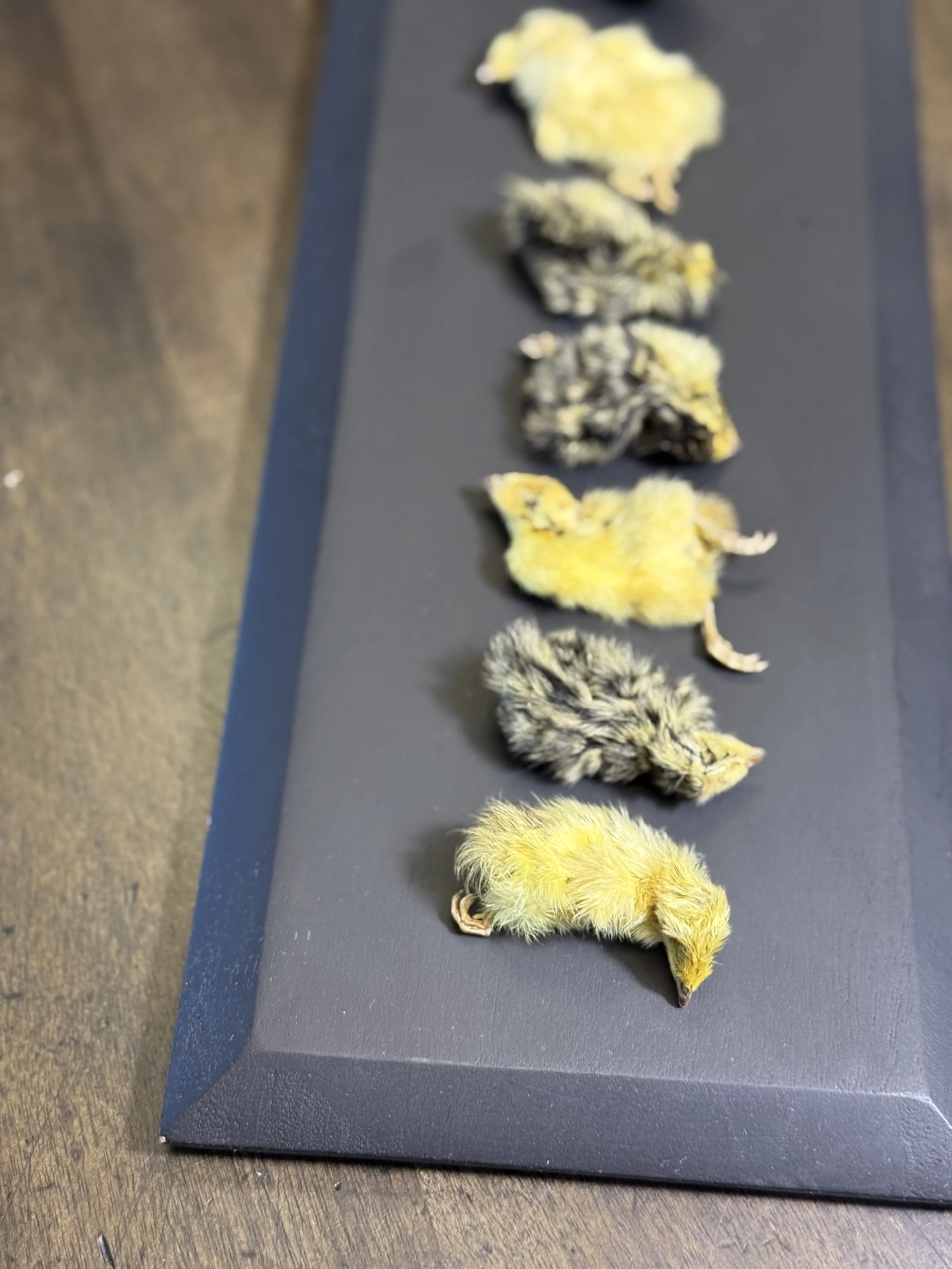 Close-up of dehydrated quail chicks highlighting intact muscle, bone, and organ composition in a single-ingredient pet food