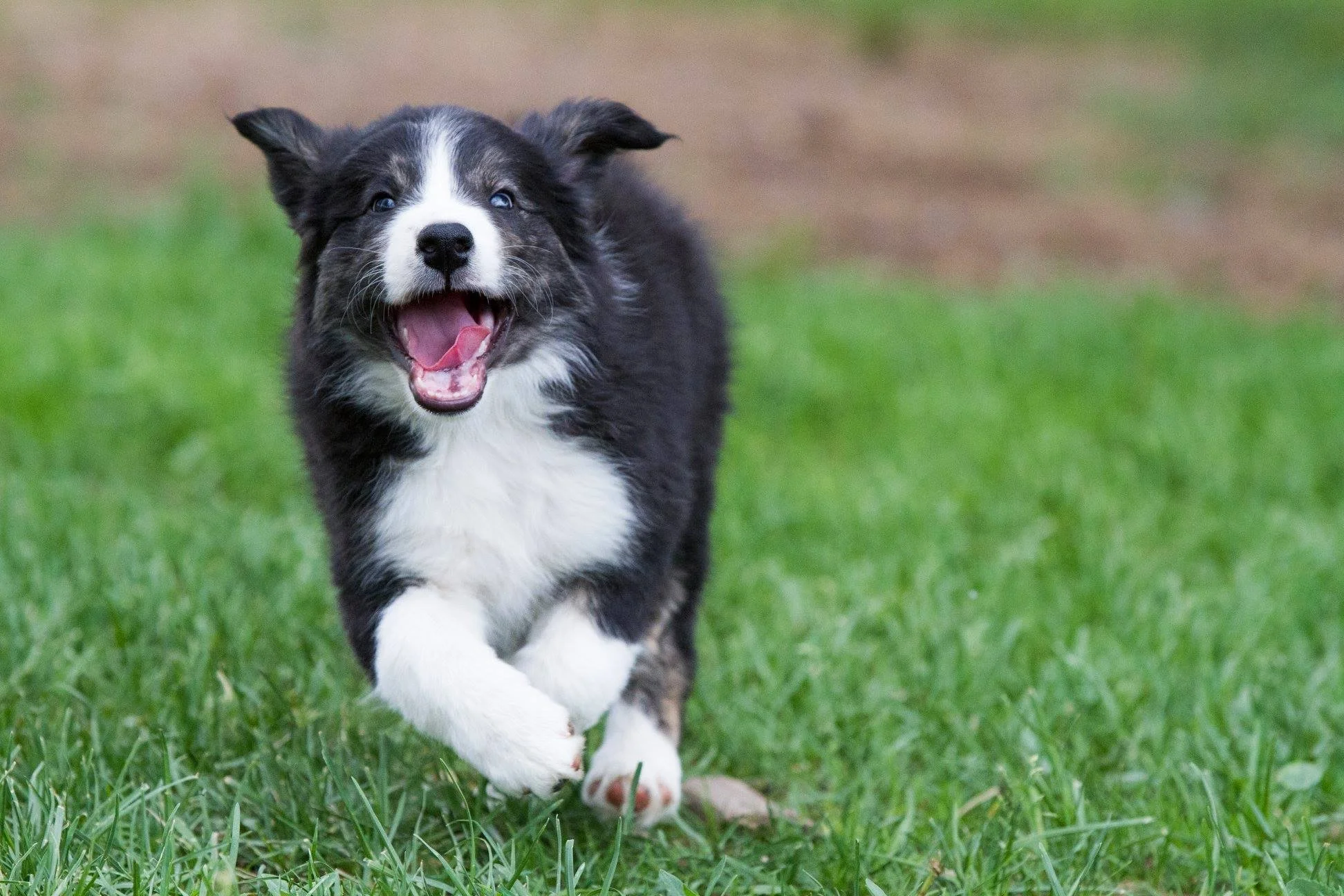 Bloodwork in Raw-Fed Dogs and Cats: