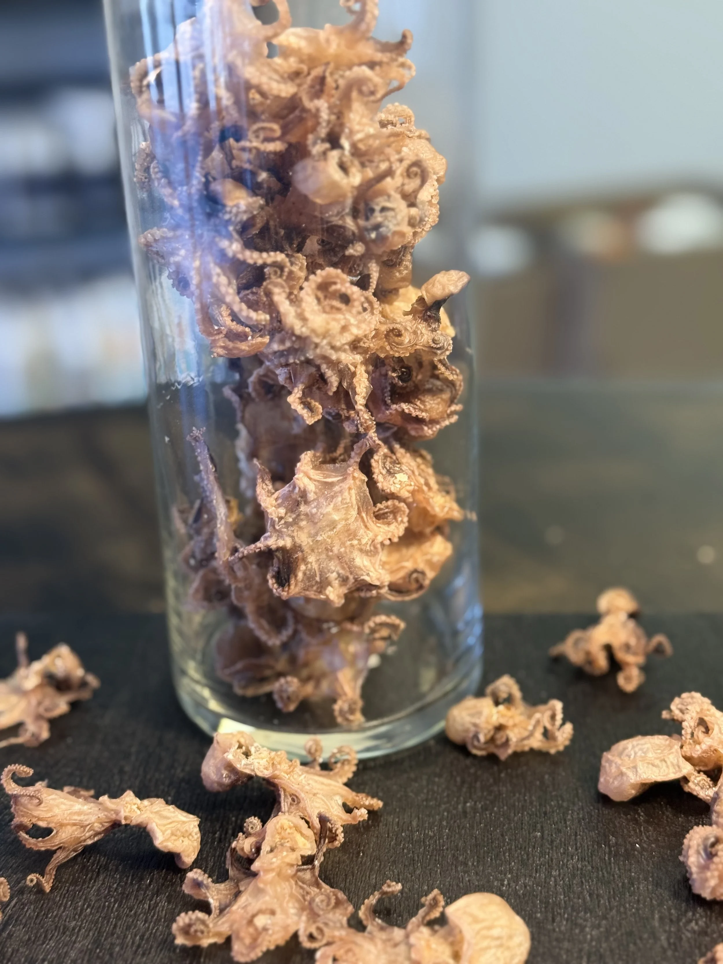 Hand holding air-dried baby octopus dog treat for raw diet and rotational feeding