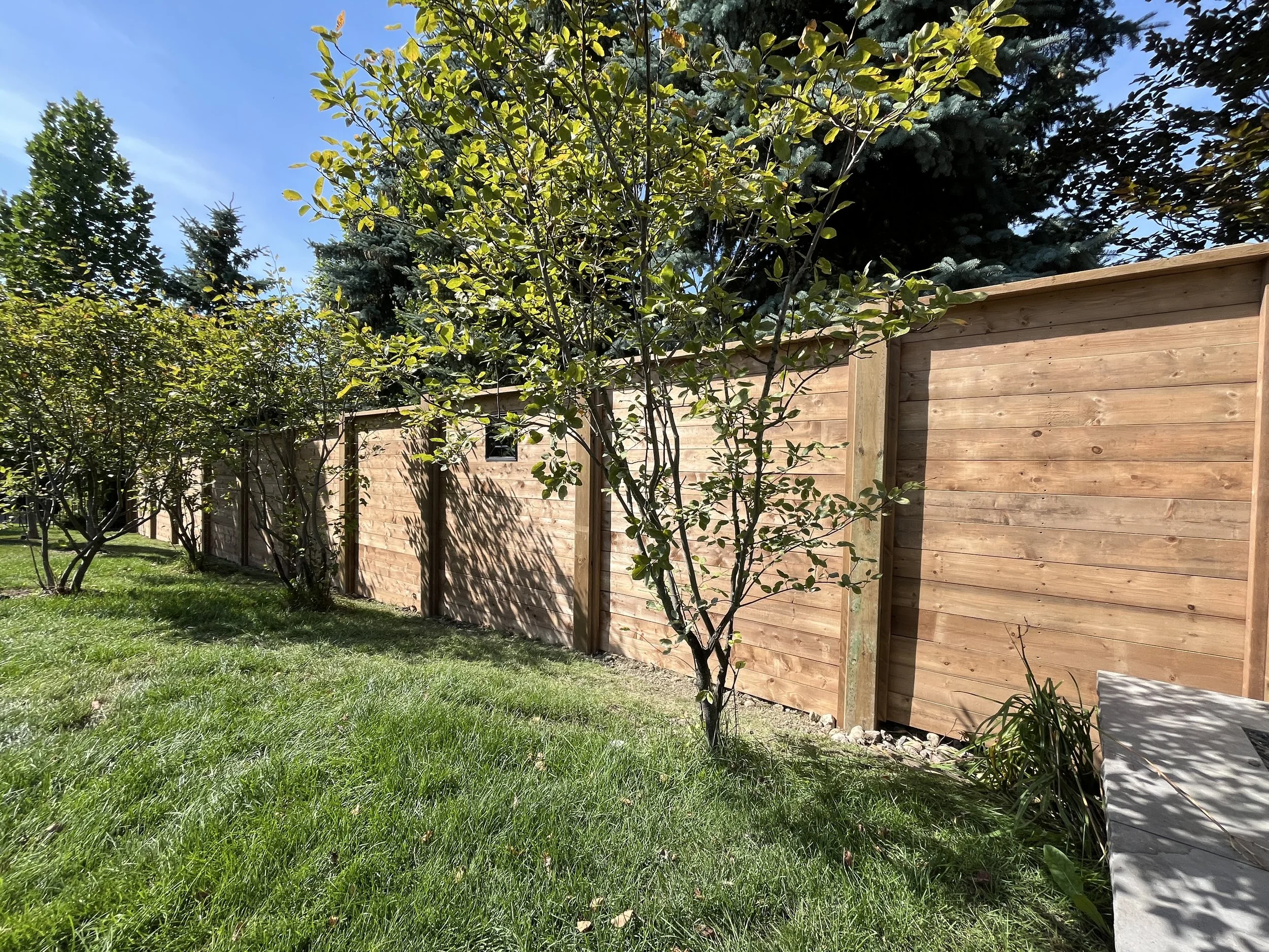 A backyard scene with a wooden fence, several trees, and green grass, under a blue sky with some clouds.