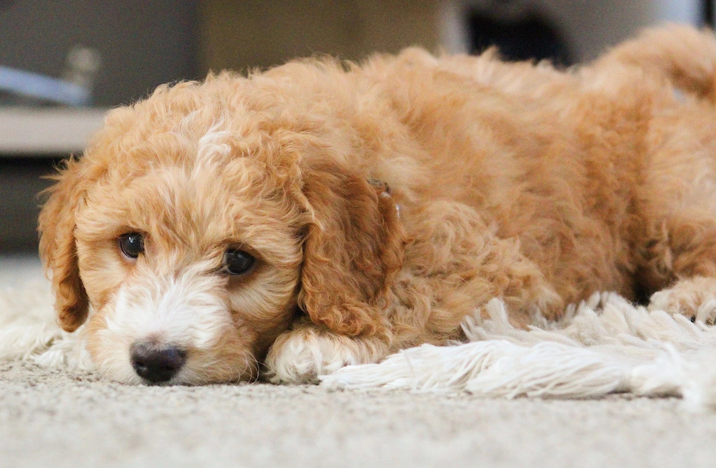 puppy eyes - 2023