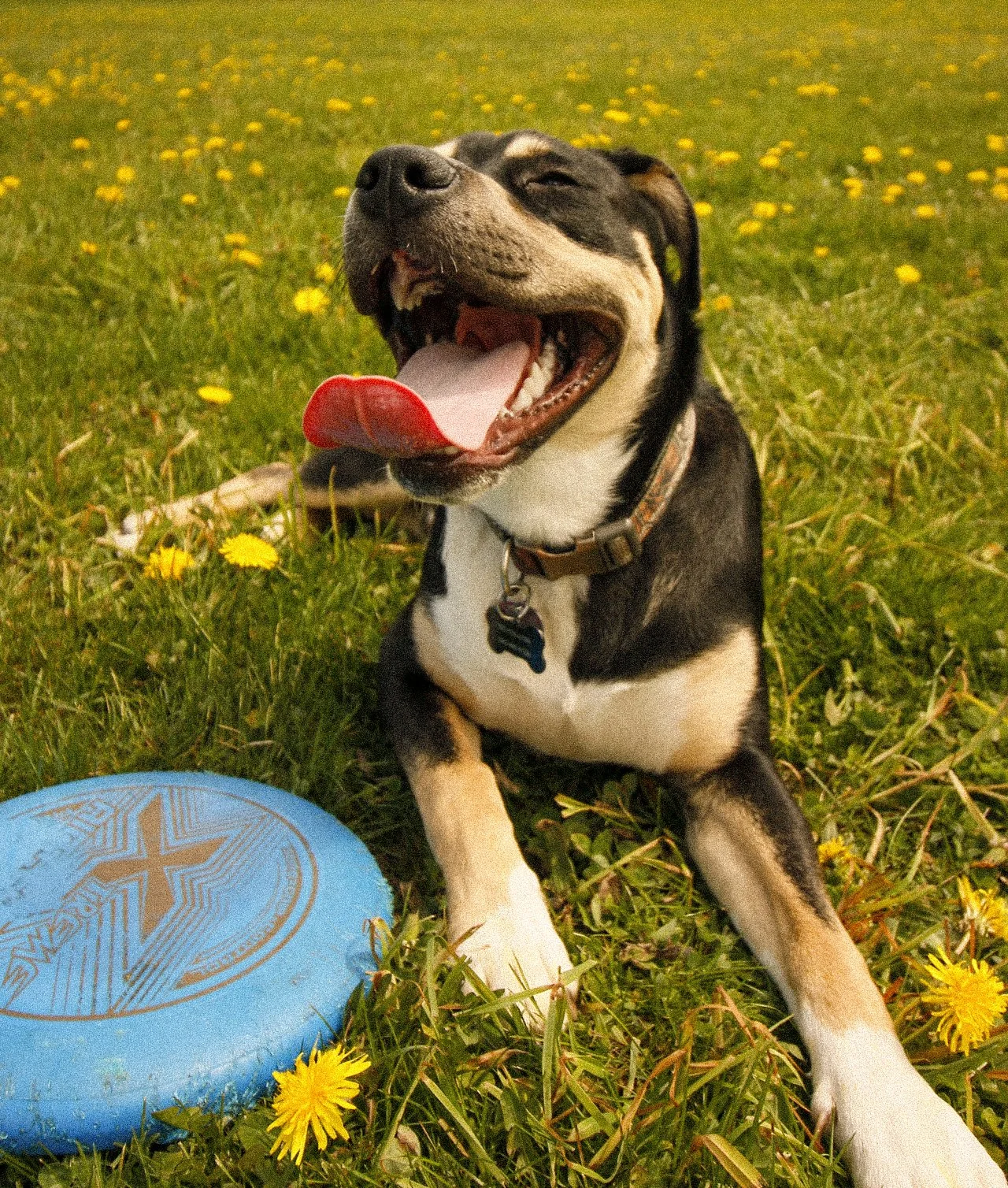 doggy loves dandelions - 2023